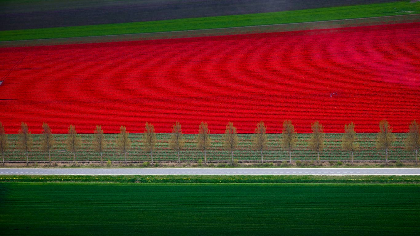 荷兰东北圩田,郁金香园(© Siebe Swart/plainpicture) - 2015/05/02 荷兰东北圩田,郁金香园(© Siebe Swart/plainpicture) - 2015/05/02