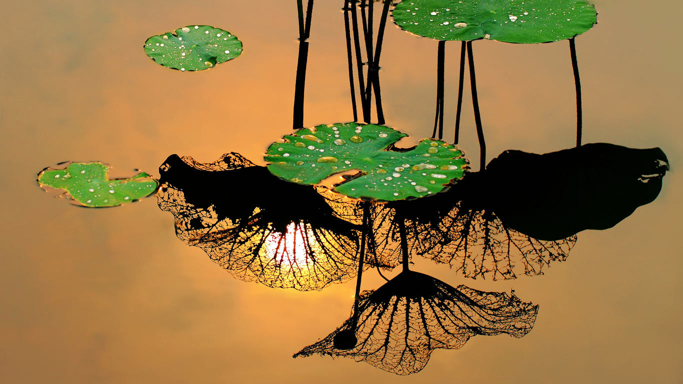 莲叶(© VIEW STOCK RF/Age Fotostock) - 2015/05/06 莲叶(© VIEW STOCK RF/Age Fotostock) - 2015/05/06