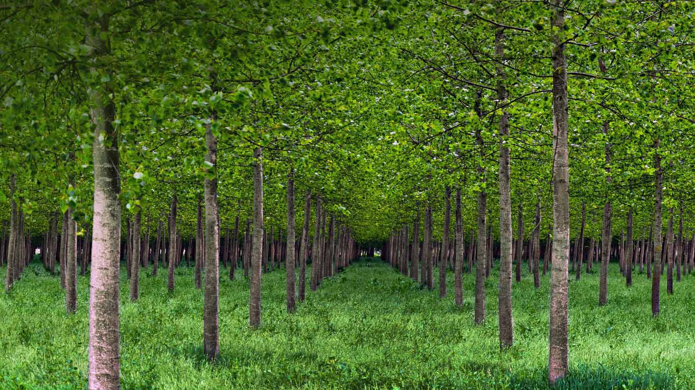 意大利,白杨树(© Eddy Galeotti/Alamy) - 2015/05/08 意大利,白杨树(© Eddy Galeotti/Alamy) - 2015/05/08