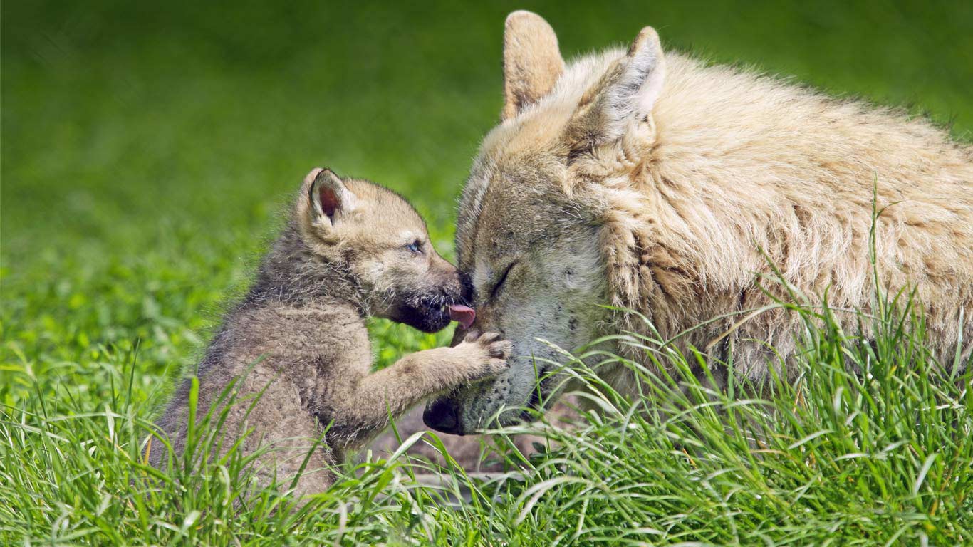 狼妈妈与孩子(© Ronald Wittek/age fotostock) - 2015/05/10 狼妈妈与孩子(© Ronald Wittek/age fotostock) - 2015/05/10