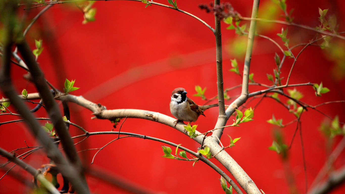 2009年4月3日北京,朱红墙旁的鸟儿正在享受美好的天气(© ADRIAN BRADSHAW/EPA/Corbis) - 2015/05/13 2009年4月3日北京,朱红墙旁的鸟儿正在享受美好的天气(© ADRIAN BRADSHAW/EPA/Corbis) - 2015/05/13