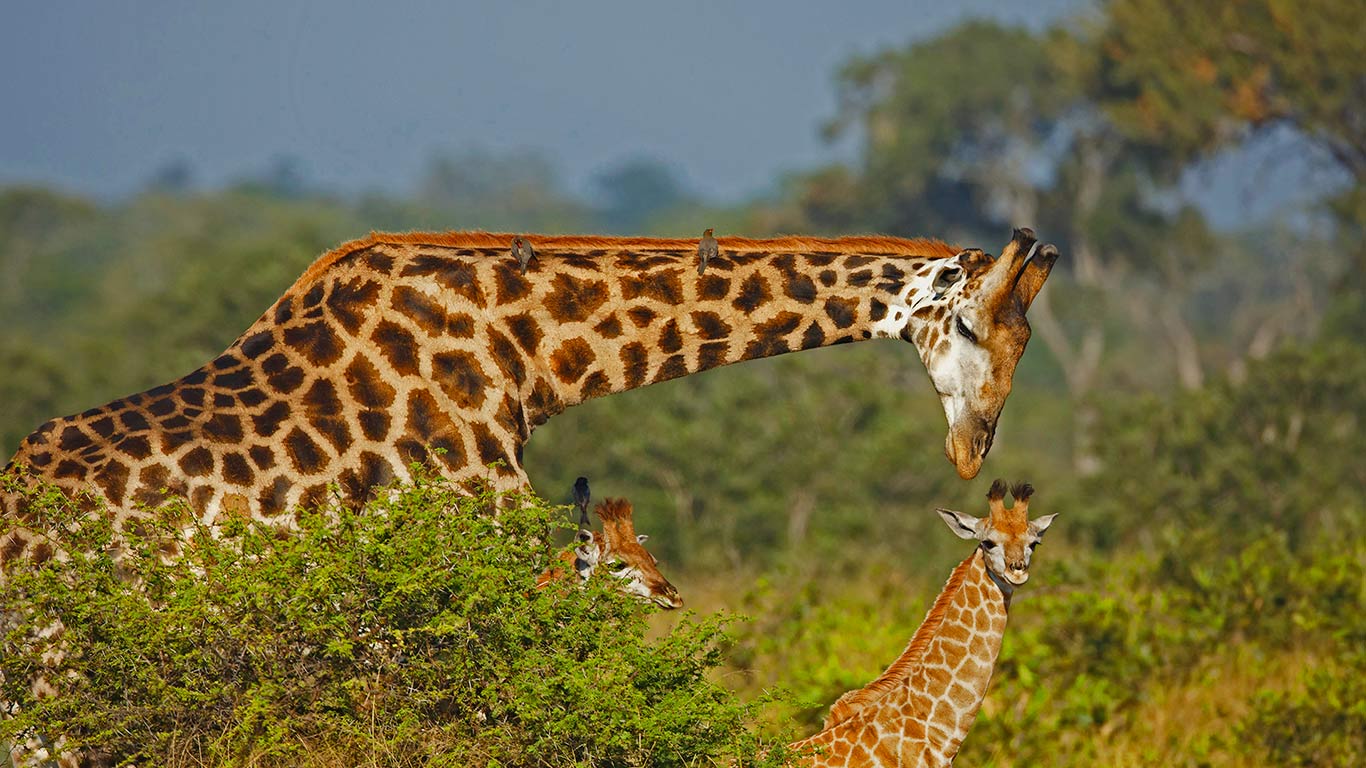 长颈鹿爸爸和它的孩子们(© Richard du Toit/age fotostock) - 2015/06/21 长颈鹿爸爸和它的孩子们(© Richard du Toit/age fotostock) - 2015/06/21