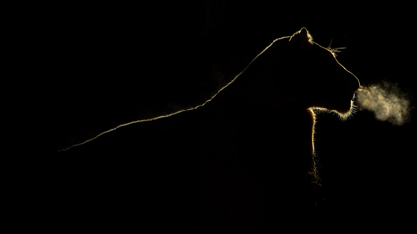 南非萨比森私人保护区,夜色下的母狮(© Brendon Cremer/Minden Pictures) - 2015/07/08 南非萨比森私人保护区,夜色下的母狮(© Brendon Cremer/Minden Pictures) - 2015/07/08