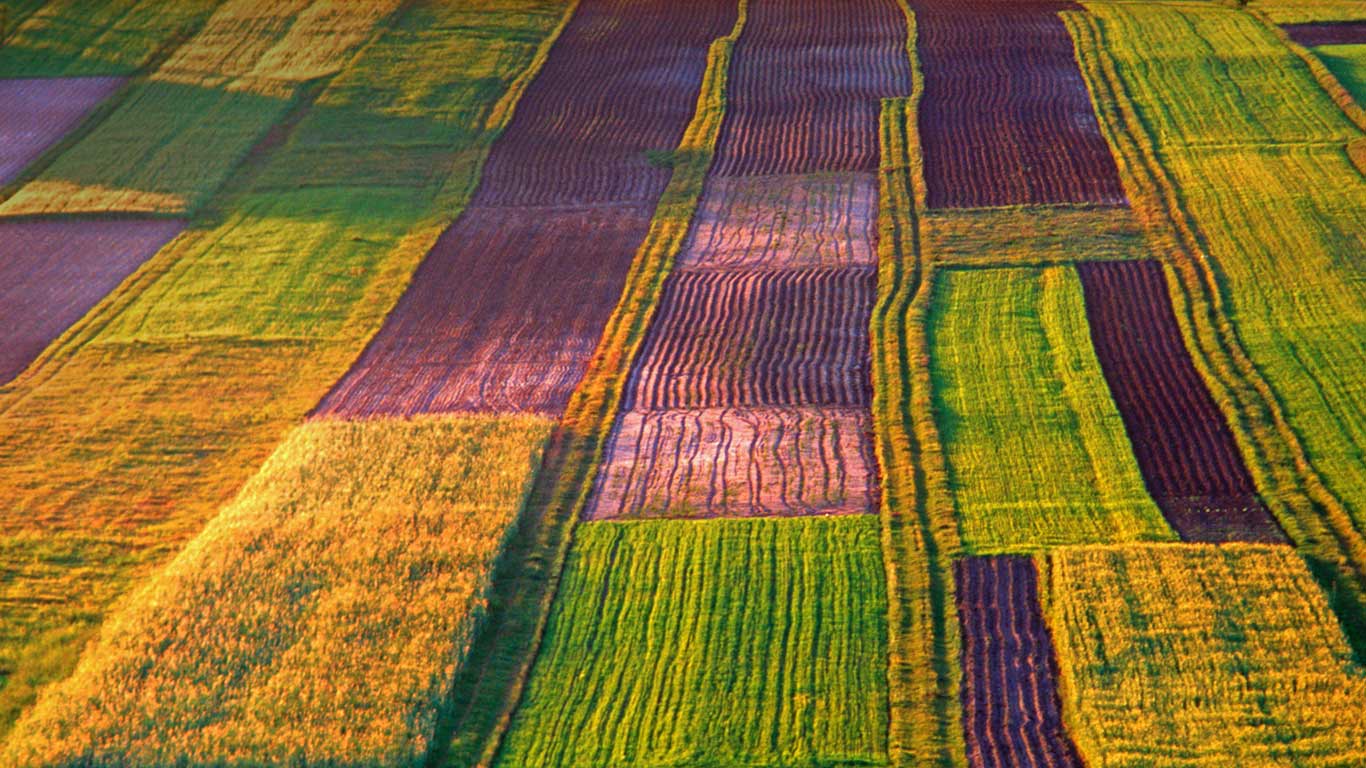 波兰,罗兹托切地区的有机农场(© Marek Piotrowski/Alamy) - 2015/07/18 波兰,罗兹托切地区的有机农场(© Marek Piotrowski/Alamy) - 2015/07/18