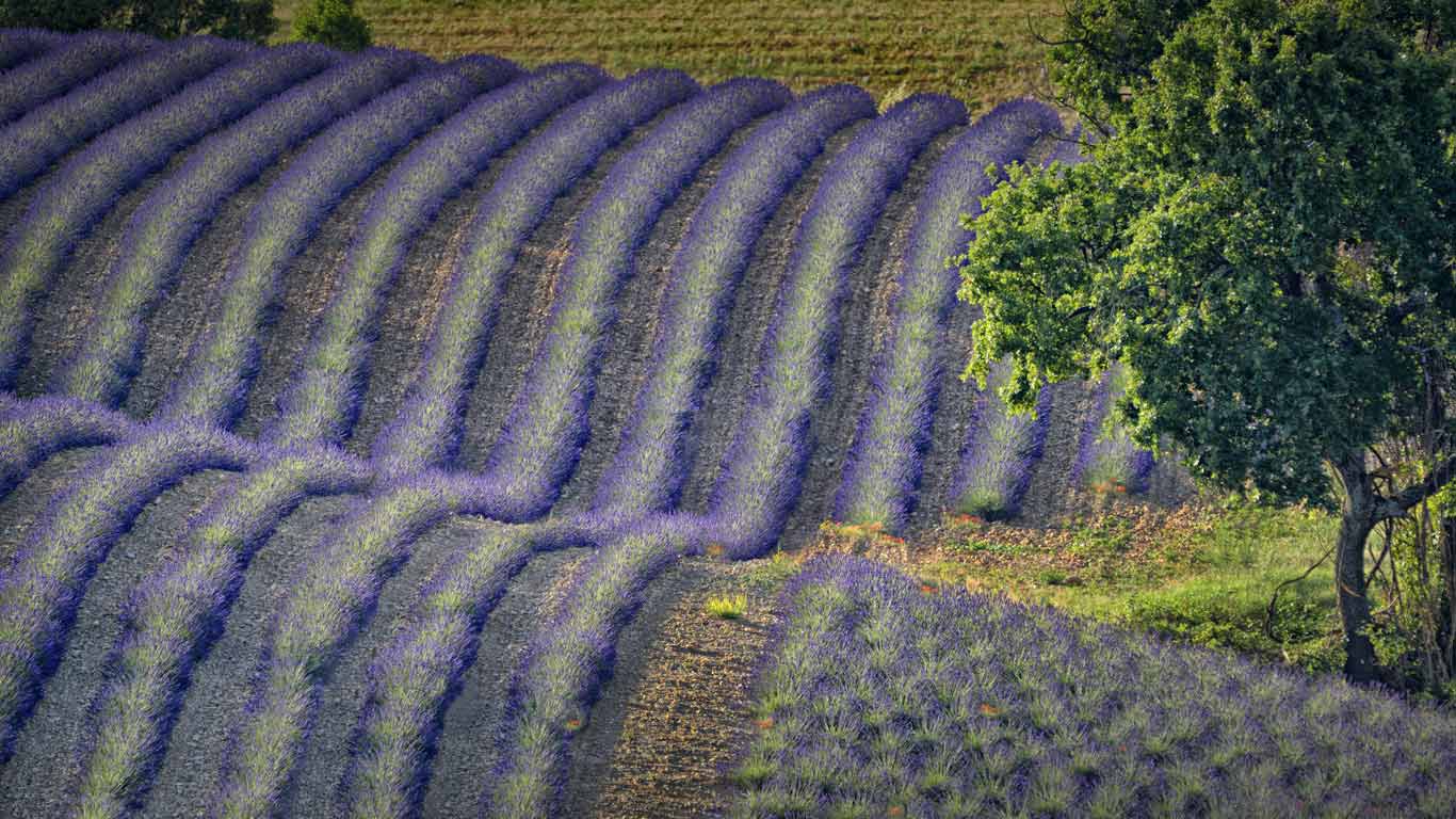 法国,普罗旺斯-阿尔卑斯-蓝色海岸,瓦朗索勒的薰衣草田(© Marc Trigalou/Getty Images) - 2015/07/26 法国,普罗旺斯-阿尔卑斯-蓝色海岸,瓦朗索勒的薰衣草田(© Marc Trigalou/Getty Images) - 2015/07/26