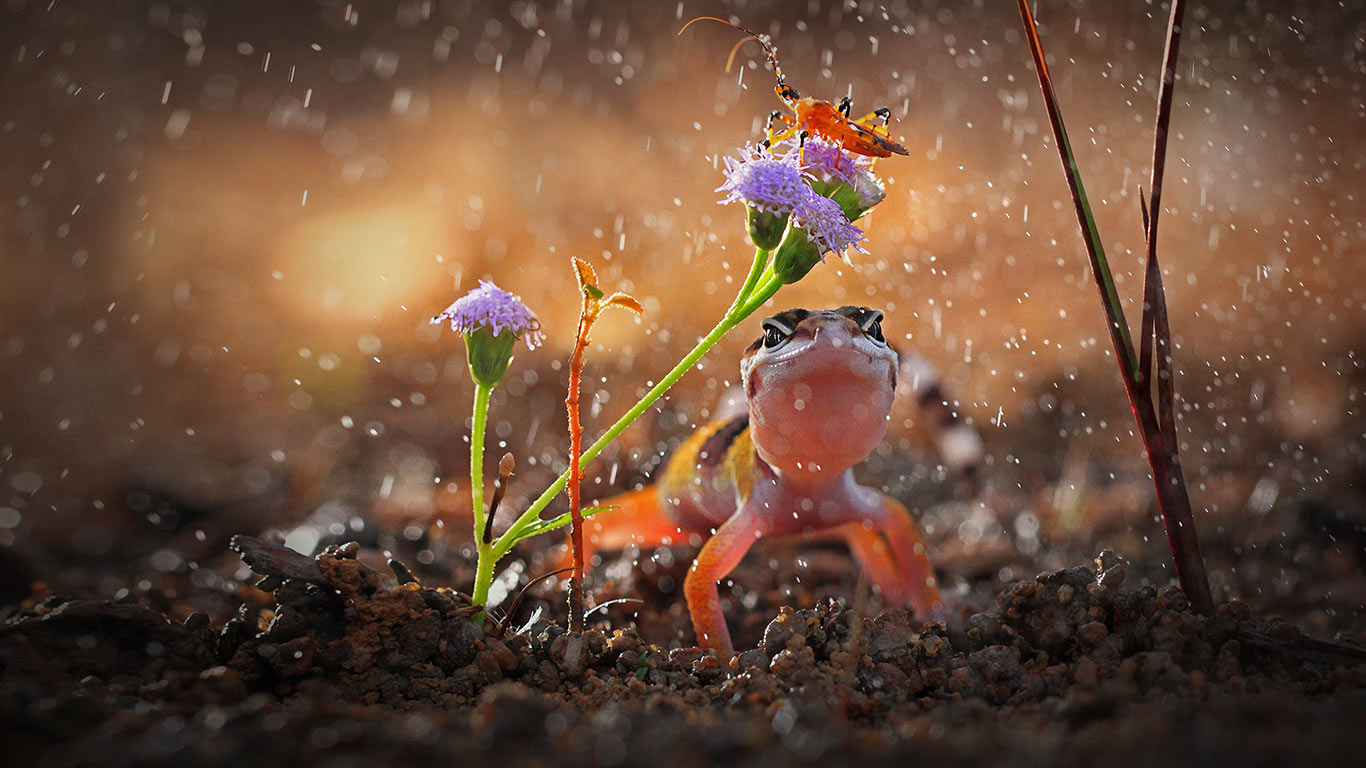 印度尼西亚,下雨天的壁虎与昆虫(© Shikhei Goh/Getty Images) - 2015/08/27 印度尼西亚,下雨天的壁虎与昆虫(© Shikhei Goh/Getty Images) - 2015/08/27
