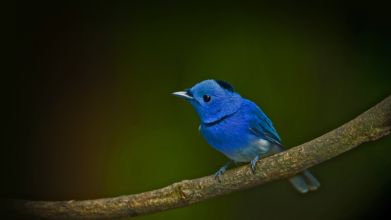 枝头上的黑枕王鹟(© kajornyot/Shutterstock) - 2015/09/14 枝头上的黑枕王鹟(© kajornyot/Shutterstock) - 2015/09/14