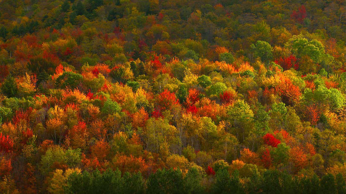 美国,纽约,哈德逊山谷秋天的落叶(© Corbis) - 2015/10/03 美国,纽约,哈德逊山谷秋天的落叶(© Corbis) - 2015/10/03