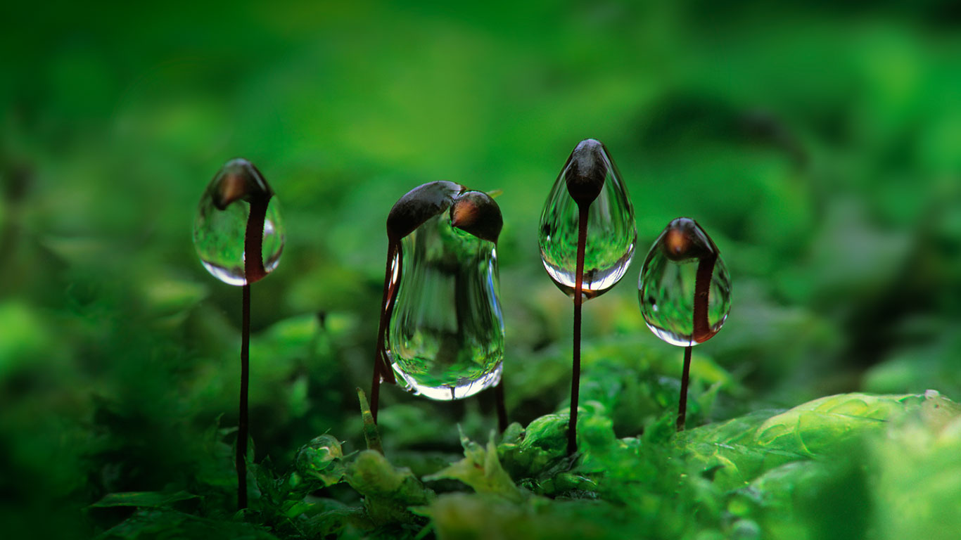 悬挂在卵叶青藓上的露水(© Duncan Usher/Minden Pictures) - 2015/10/09 悬挂在卵叶青藓上的露水(© Duncan Usher/Minden Pictures) - 2015/10/09