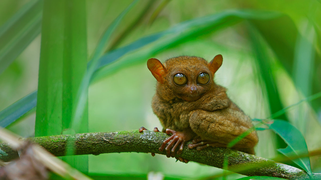 菲律宾,薄荷岛,眼镜猴正在休息(© Deddeda/Getty Images) - 2015/10/14 菲律宾,薄荷岛,眼镜猴正在休息(© Deddeda/Getty Images) - 2015/10/14