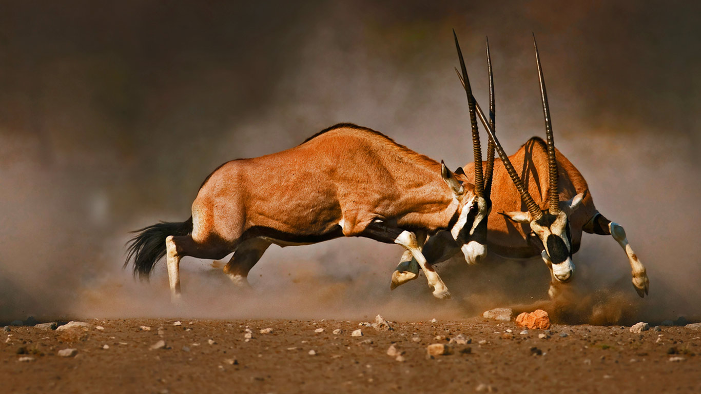 纳米比亚,埃托沙国家公园内打架中的两只好望角大羚羊(© Johan Swanepoel/Shutterstock) - 2015/10/16 纳米比亚,埃托沙国家公园内打架中的两只好望角大羚羊(© Johan Swanepoel/Shutterstock) - 2015/10/16
