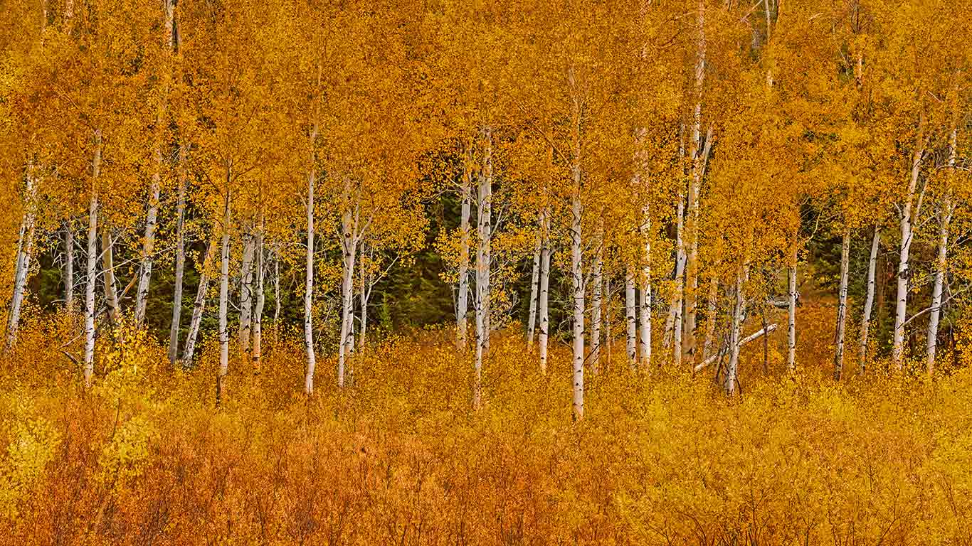 美国,怀俄明州,大提顿国家公园的秋日山杨(© Matt Anderson Photography/Getty Images) - 2015/10/18 美国,怀俄明州,大提顿国家公园的秋日山杨(© Matt Anderson Photography/Getty Images) - 2015/10/18