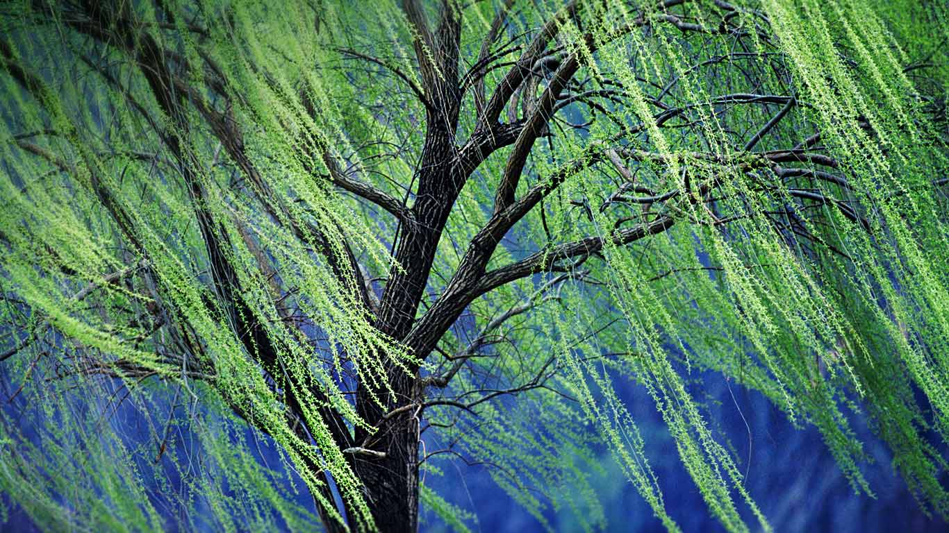 垂柳(© Rolf Nussbaumer Photography/Alamy) - 2015/10/24 垂柳(© Rolf Nussbaumer Photography/Alamy) - 2015/10/24