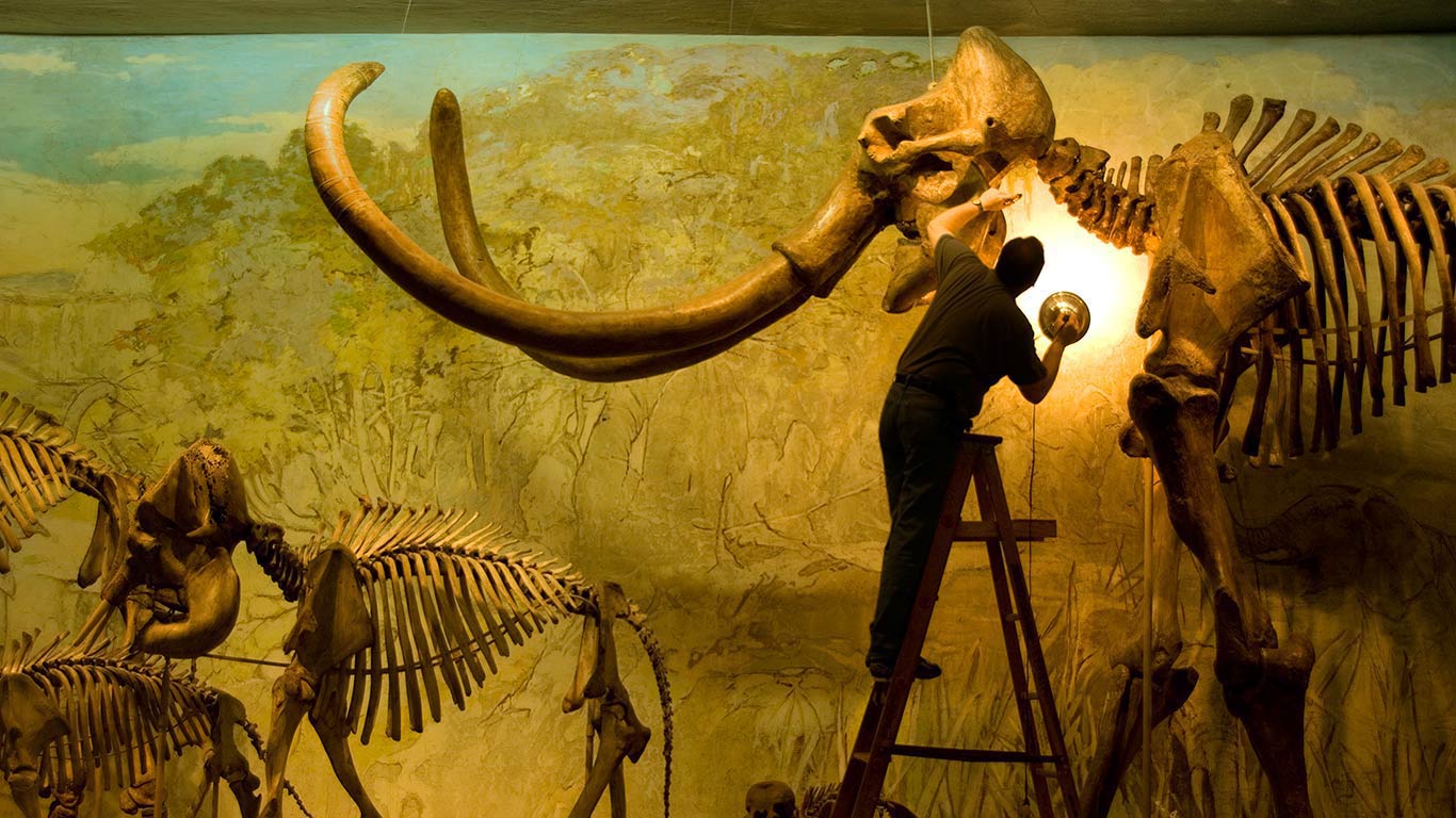 美国内布拉斯加州,哥伦比亚猛犸象标本(© Joel Sartore/Getty Images) - 2015/11/21 美国内布拉斯加州,哥伦比亚猛犸象标本(© Joel Sartore/Getty Images) - 2015/11/21