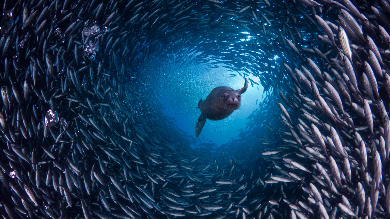 厄瓜多尔,加拉帕戈群岛,海狮游过鱼群(© David Fleetham/Visuals Unlimited, Inc.) - 2015/12/08 厄瓜多尔,加拉帕戈群岛,海狮游过鱼群(© David Fleetham/Visuals Unlimited, Inc.) - 2015/12/08