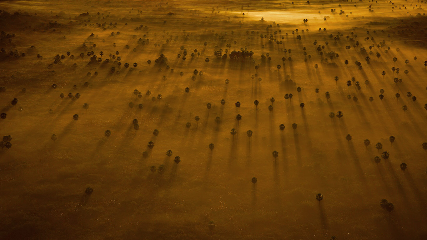 巴西,潘塔纳尔,树梢穿过薄雾依次排开(© Bobby Haas/Getty Images) - 2015/12/10 巴西,潘塔纳尔,树梢穿过薄雾依次排开(© Bobby Haas/Getty Images) - 2015/12/10