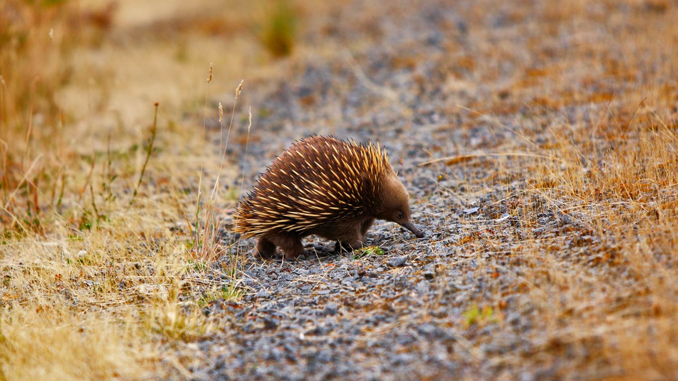 一只正在散步的针鼹鼠(© John Kirk/Getty Images) - 2015/12/11 一只正在散步的针鼹鼠(© John Kirk/Getty Images) - 2015/12/11