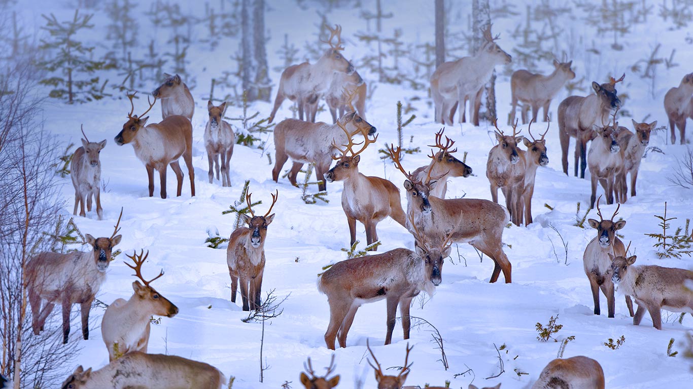 芬兰,靠近奥卢的驯鹿(© Juan Carlos Muñoz/age fotostock) - 2015/12/25 芬兰,靠近奥卢的驯鹿(© Juan Carlos Muñoz/age fotostock) - 2015/12/25