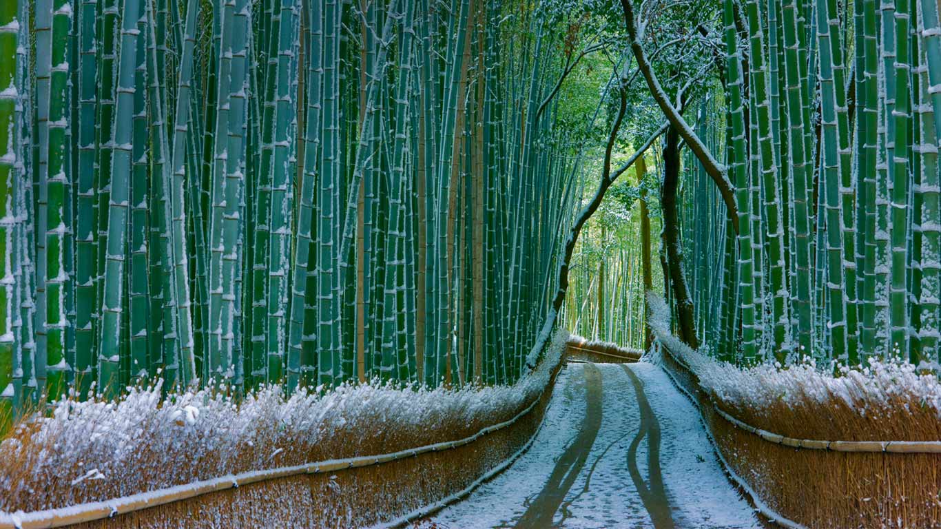 日本,京都,岚山,嵯峨野竹林(© JTB Photo Communications, Inc./age fotostock) - 2015/12/28 日本,京都,岚山,嵯峨野竹林(© JTB Photo Communications, Inc./age fotostock) - 2015/12/28
