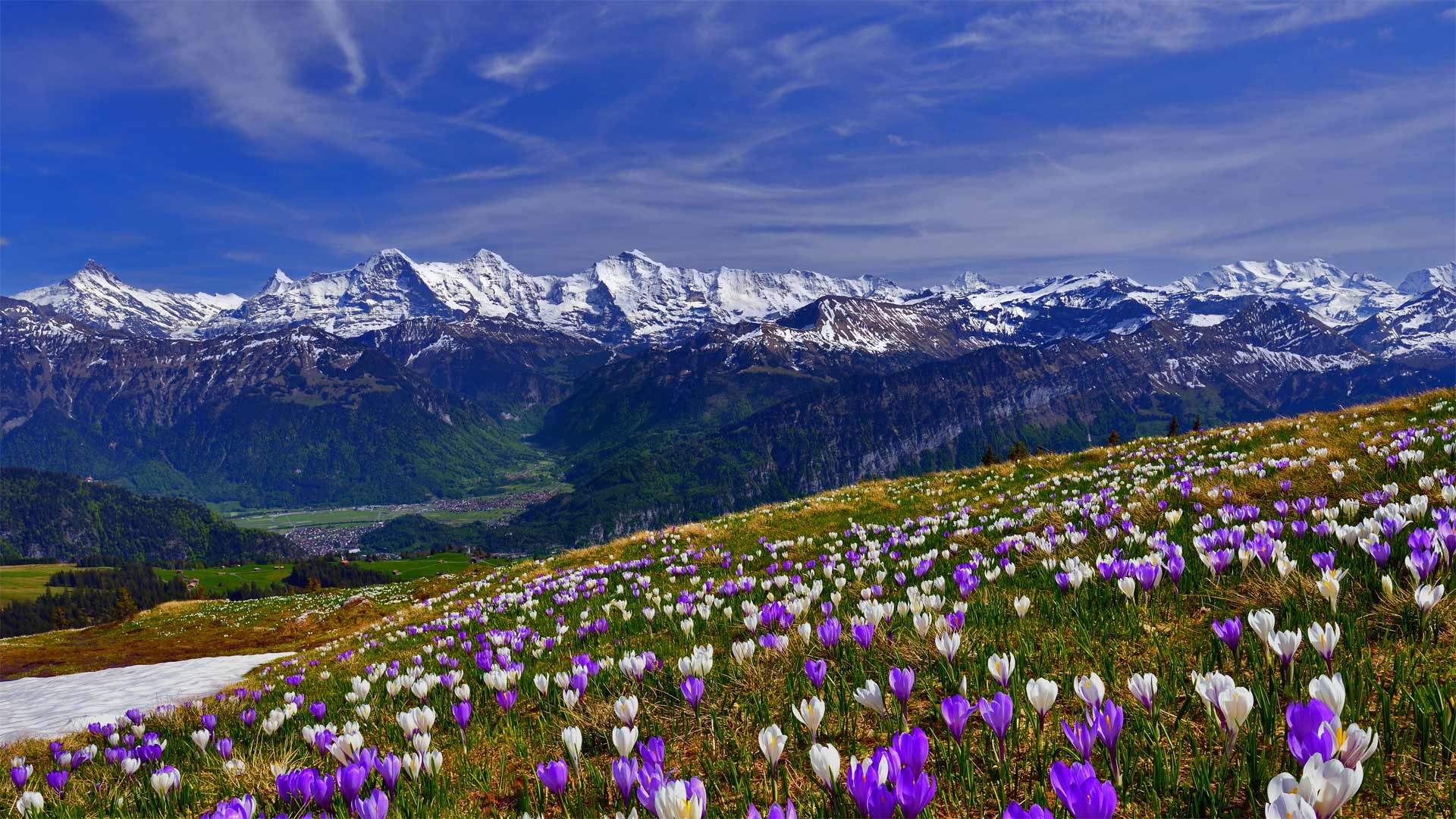 初放的番红花 (© suterscher/iStock/Getty Images) - 2016/03/20 初放的番红花 (© suterscher/iStock/Getty Images) - 2016/03/20