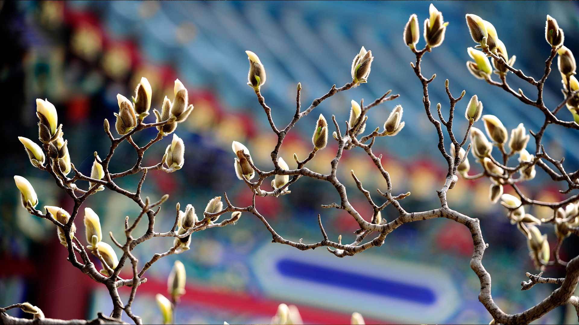 【今日春分】兰花 (© View Stock/Getty Images) - 2016/03/21 【今日春分】兰花 (© View Stock/Getty Images) - 2016/03/21