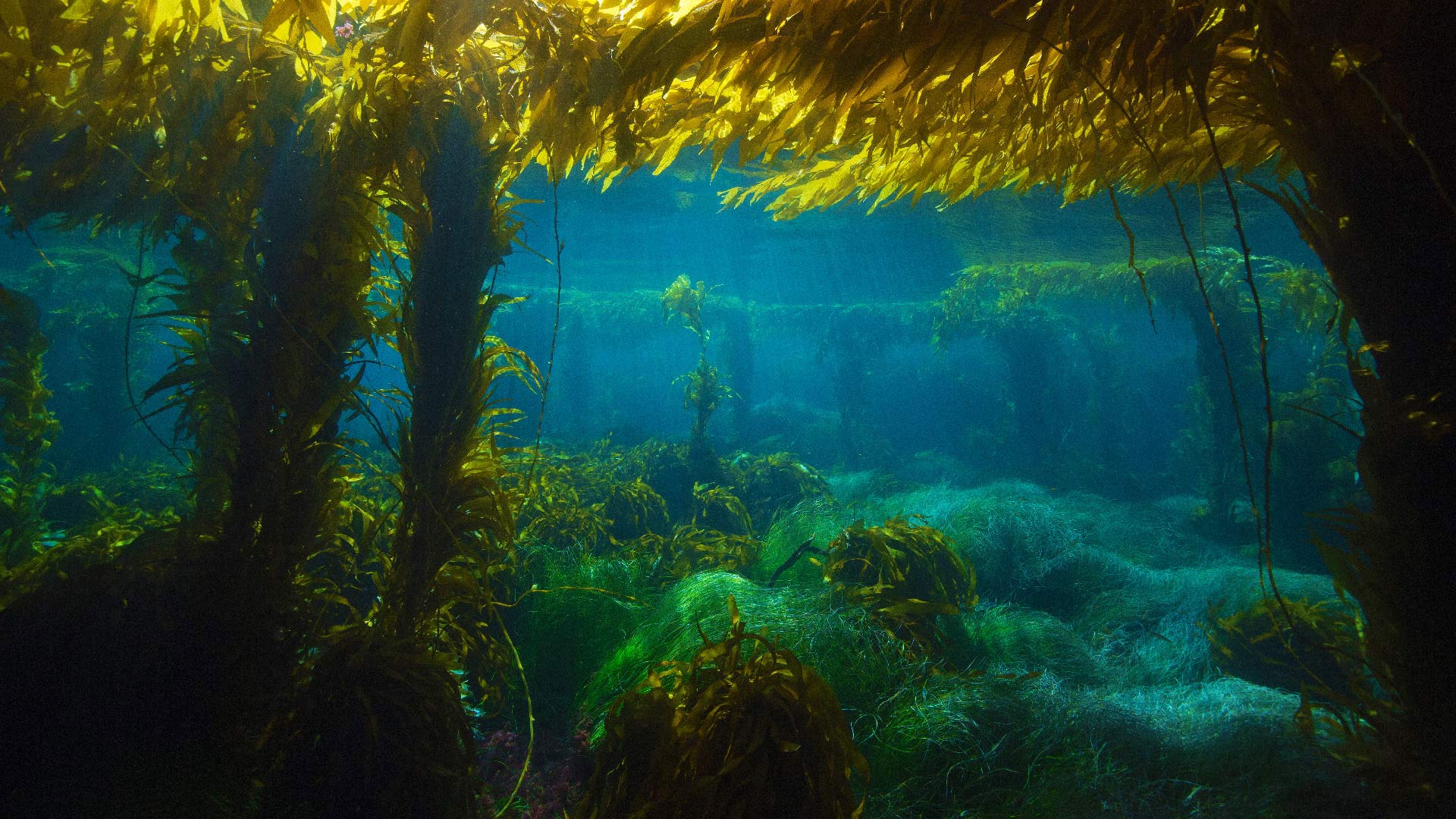 圣克利门蒂岛附近的巨型海藻森林,美国加利福尼亚州 (© Richard Hermann/Visuals Unlimited, Inc.) - 2016/06/04 圣克利门蒂岛附近的巨型海藻森林,美国加利福尼亚州 (© Richard Hermann/Visuals Unlimited, Inc.) - 2016/06/04
