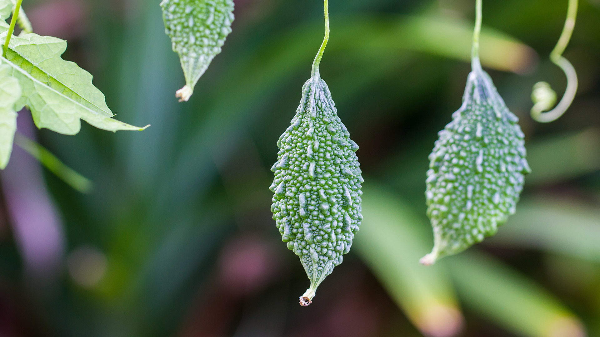 【今日大暑】苦瓜 (© konmesa/Shutterstock) - 2016/07/22 【今日大暑】苦瓜 (© konmesa/Shutterstock) - 2016/07/22