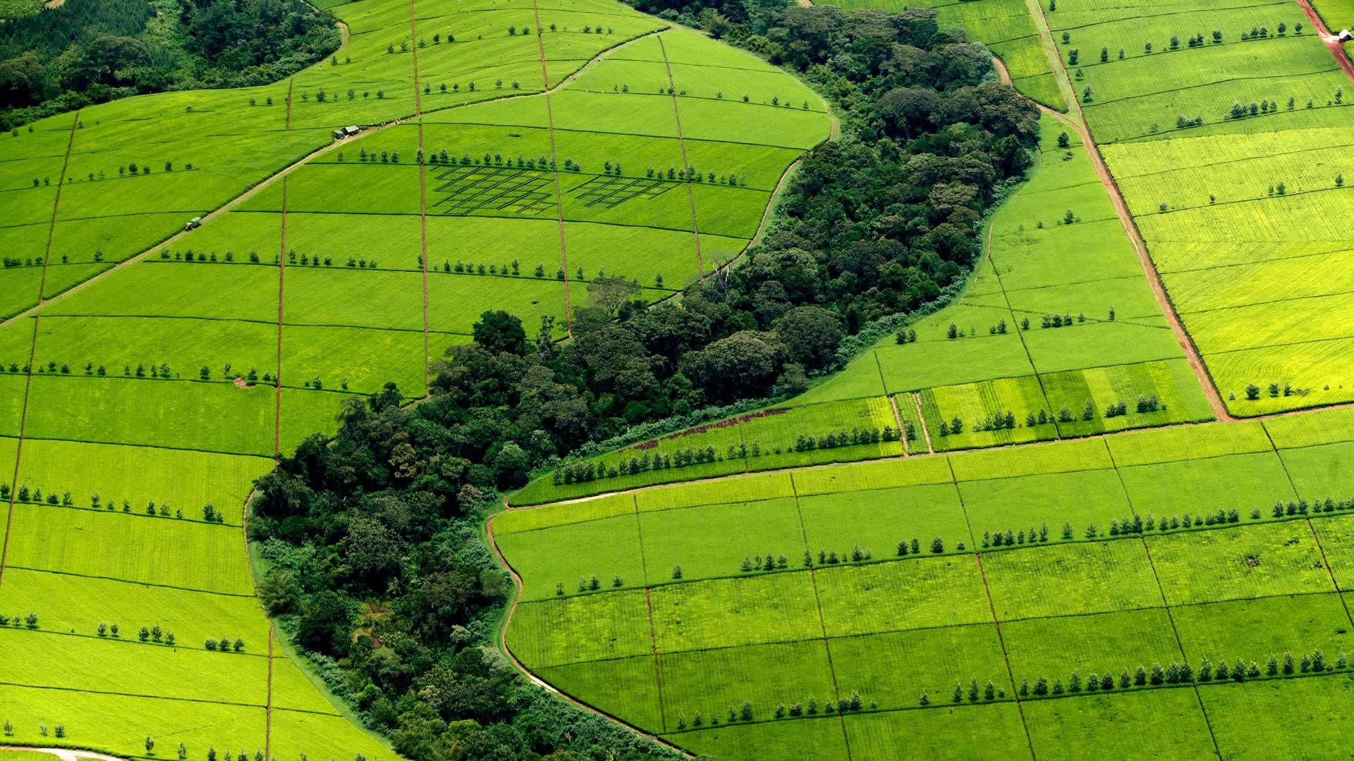 凯里乔县的茶叶种植园,肯尼亚 (© Yann Arthus-Bertrand/Getty Images) - 2016/08/14 凯里乔县的茶叶种植园,肯尼亚 (© Yann Arthus-Bertrand/Getty Images) - 2016/08/14