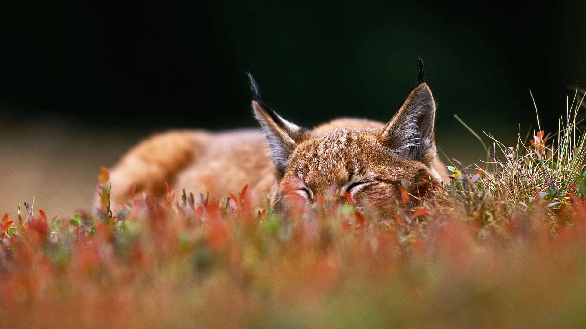 一只欧亚猞猁,捷克共和国舒马瓦国家公园 (© Niall Benvie/Minden Pictures) - 2016/08/15 一只欧亚猞猁,捷克共和国舒马瓦国家公园 (© Niall Benvie/Minden Pictures) - 2016/08/15