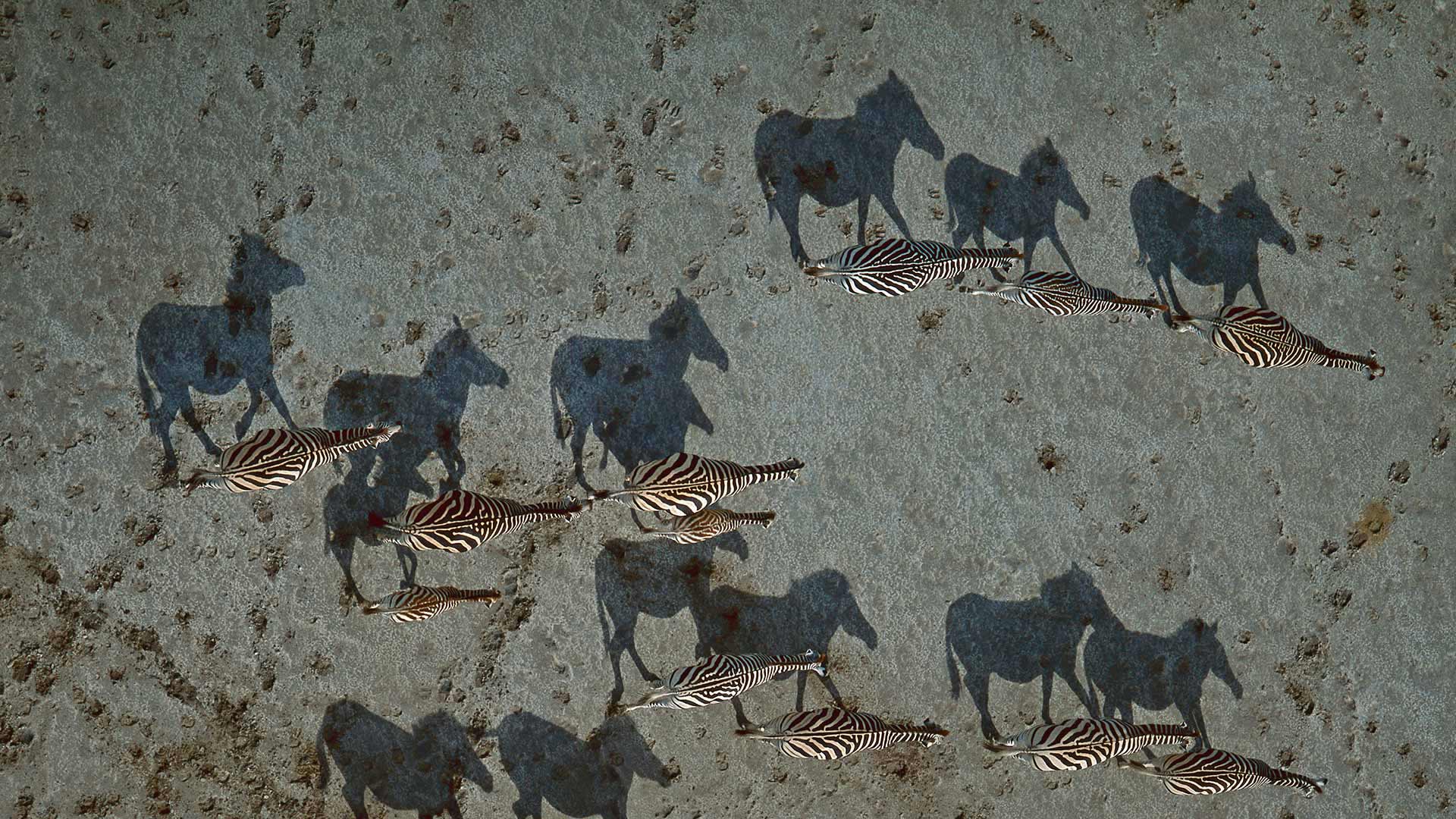 穿越马卡迪卡迪盐沼的斑马,博茨瓦纳 (© Richard Du Toit/Minden Pictures) - 2016/08/29 穿越马卡迪卡迪盐沼的斑马,博茨瓦纳 (© Richard Du Toit/Minden Pictures) - 2016/08/29