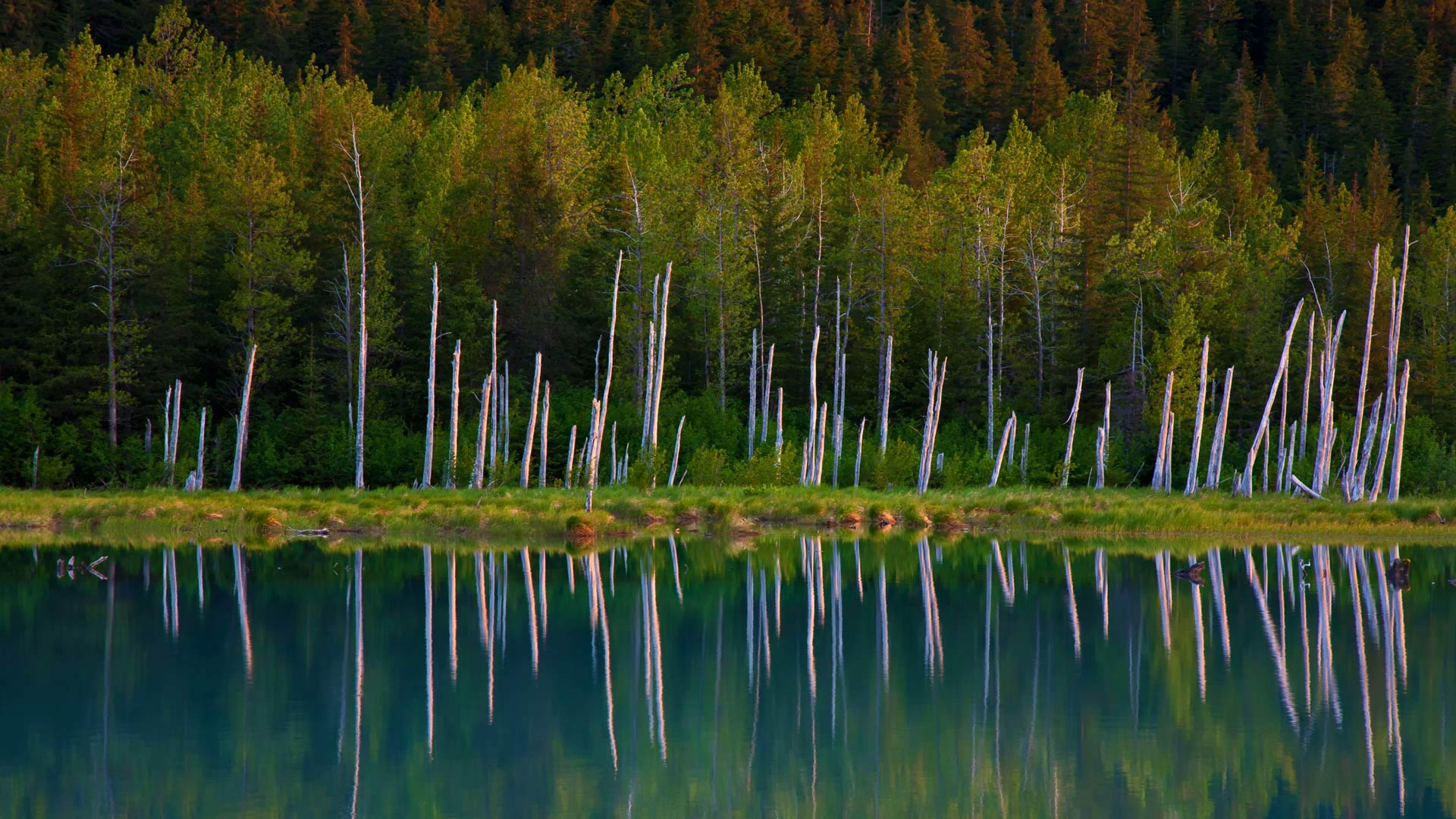 楚加奇国家森林的波蒂奇湖,阿拉斯加州 (© Ron Niebrugge/Alamy) - 2016/09/04 楚加奇国家森林的波蒂奇湖,阿拉斯加州 (© Ron Niebrugge/Alamy) - 2016/09/04