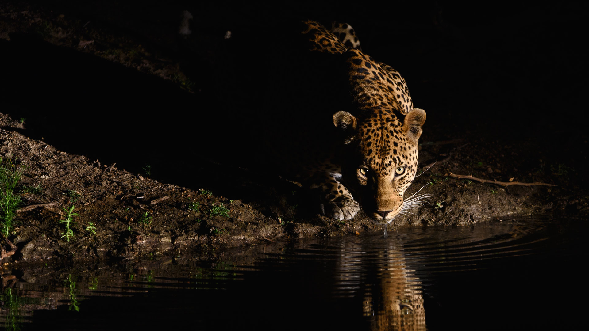 一只非洲豹出现在伦多洛兹私人野生动物保护区,南非 (© Sergey Gorshkov/Minden Pictures) - 2016/10/29 一只非洲豹出现在伦多洛兹私人野生动物保护区,南非 (© Sergey Gorshkov/Minden Pictures) - 2016/10/29