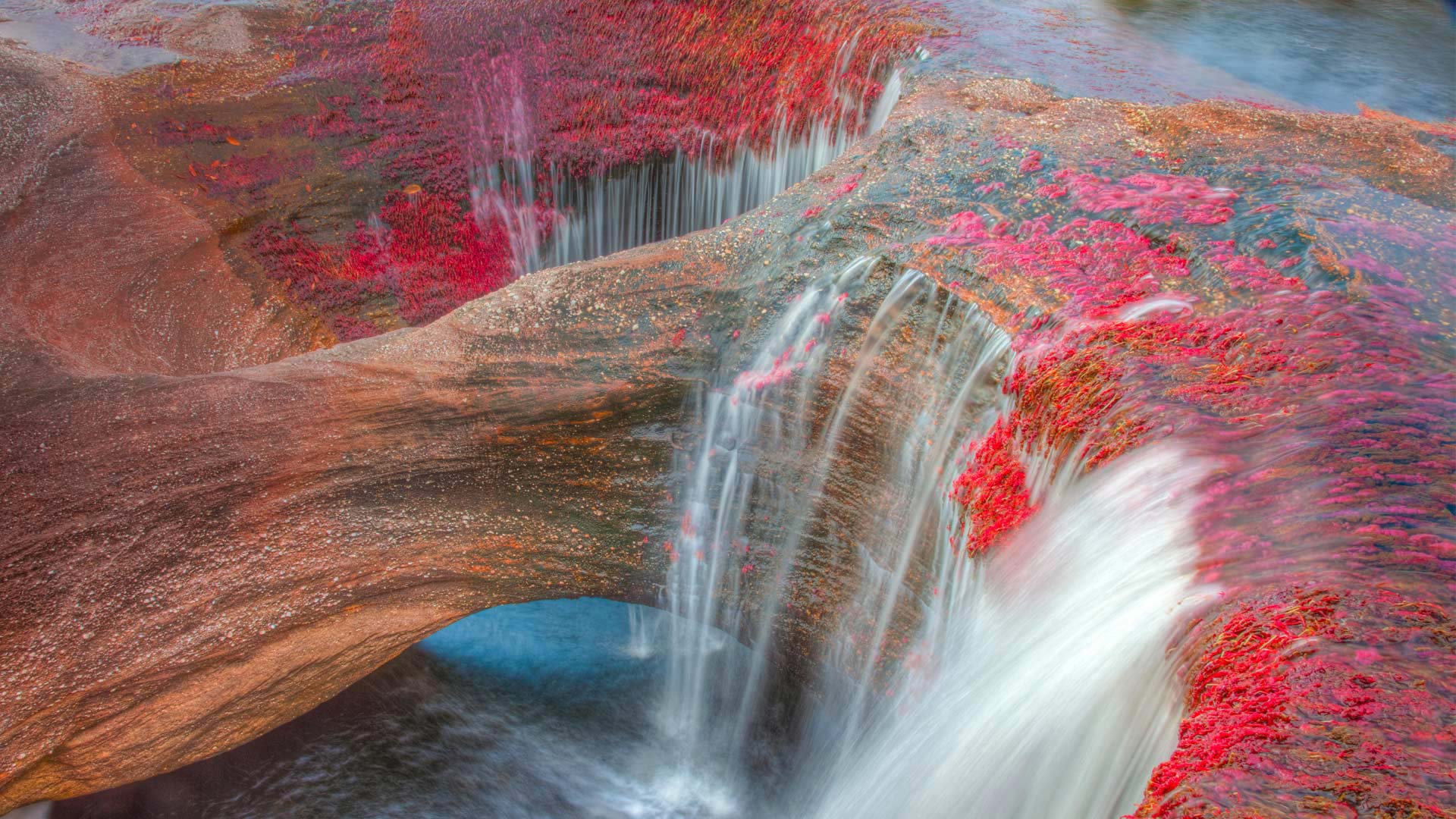 马卡雷纳山脉的五色河,哥伦比亚 (© Tom Till/Alamy) - 2016/11/03 马卡雷纳山脉的五色河,哥伦比亚 (© Tom Till/Alamy) - 2016/11/03