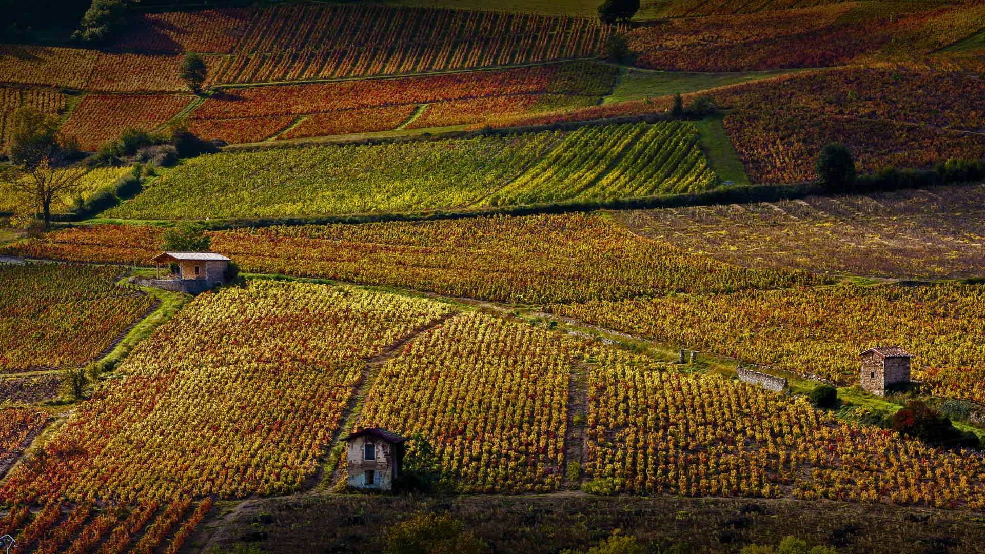 博热附近的葡萄园,罗讷河谷,法国 (© Richard Semik/Shutterstock) - 2016/11/17 博热附近的葡萄园,罗讷河谷,法国 (© Richard Semik/Shutterstock) - 2016/11/17