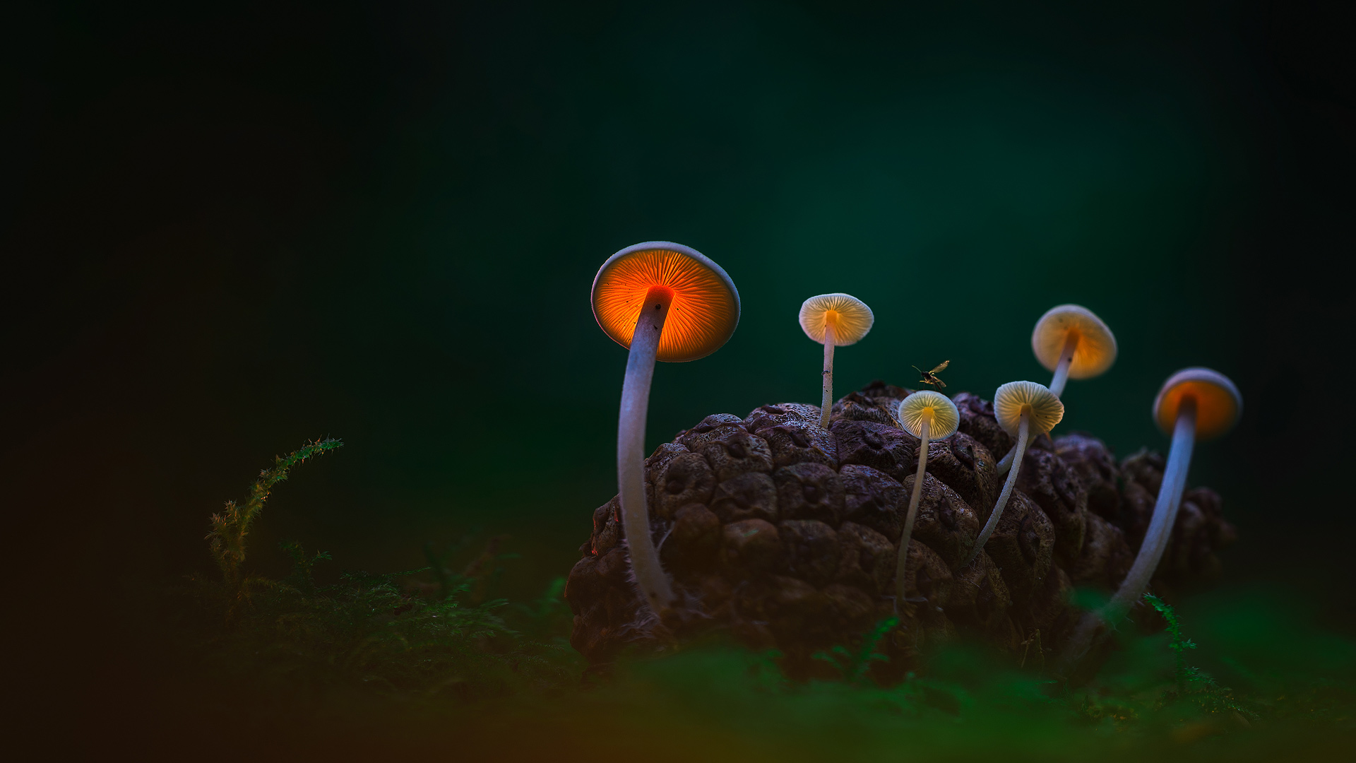 黑暗沙丘中的蘑菇,登海尔德近郊,荷兰 (© Daniel Laan/500px) - 2016/11/18 黑暗沙丘中的蘑菇,登海尔德近郊,荷兰 (© Daniel Laan/500px) - 2016/11/18