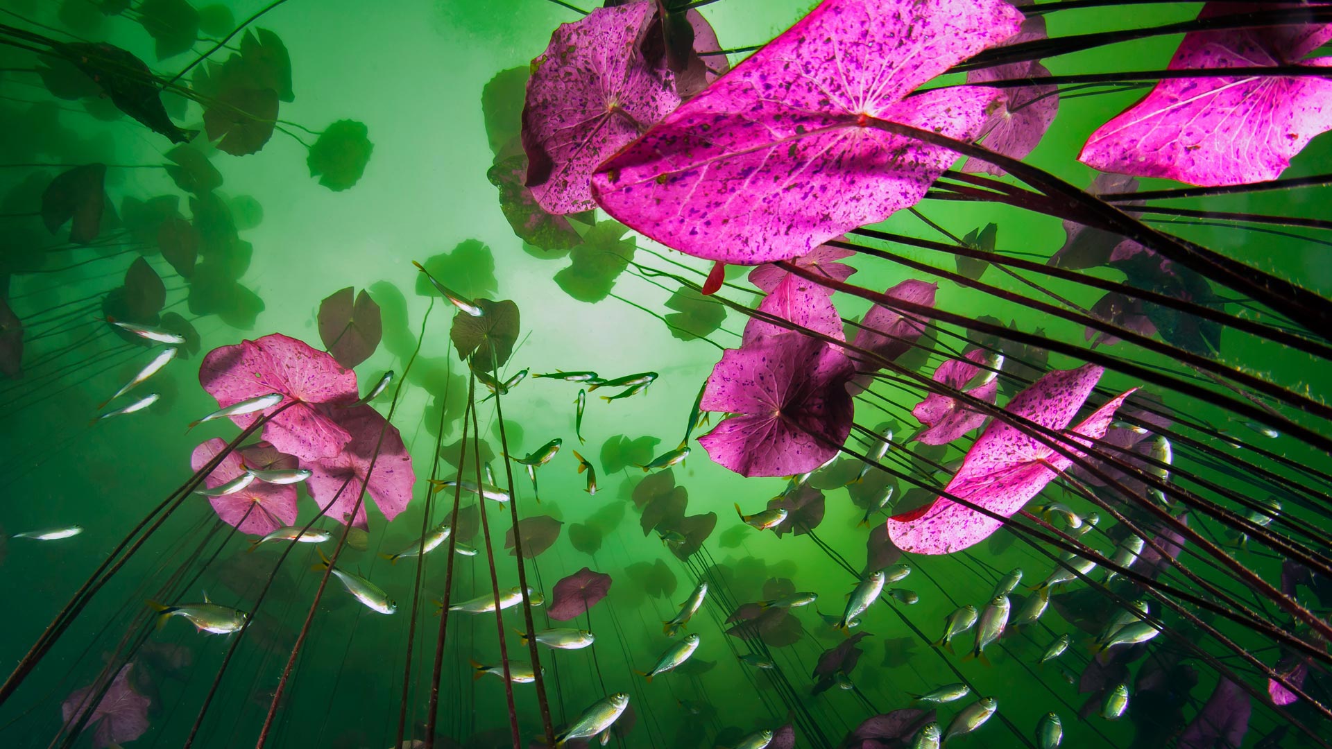 图卢姆附近的Aktun Ha 水井的水底视角,金塔纳罗奥,墨西哥 (© Christian Vizl/Tandem Stills + Motion) - 2017/01/03 图卢姆附近的Aktun Ha 水井的水底视角,金塔纳罗奥,墨西哥 (© Christian Vizl/Tandem Stills + Motion) - 2017/01/03
