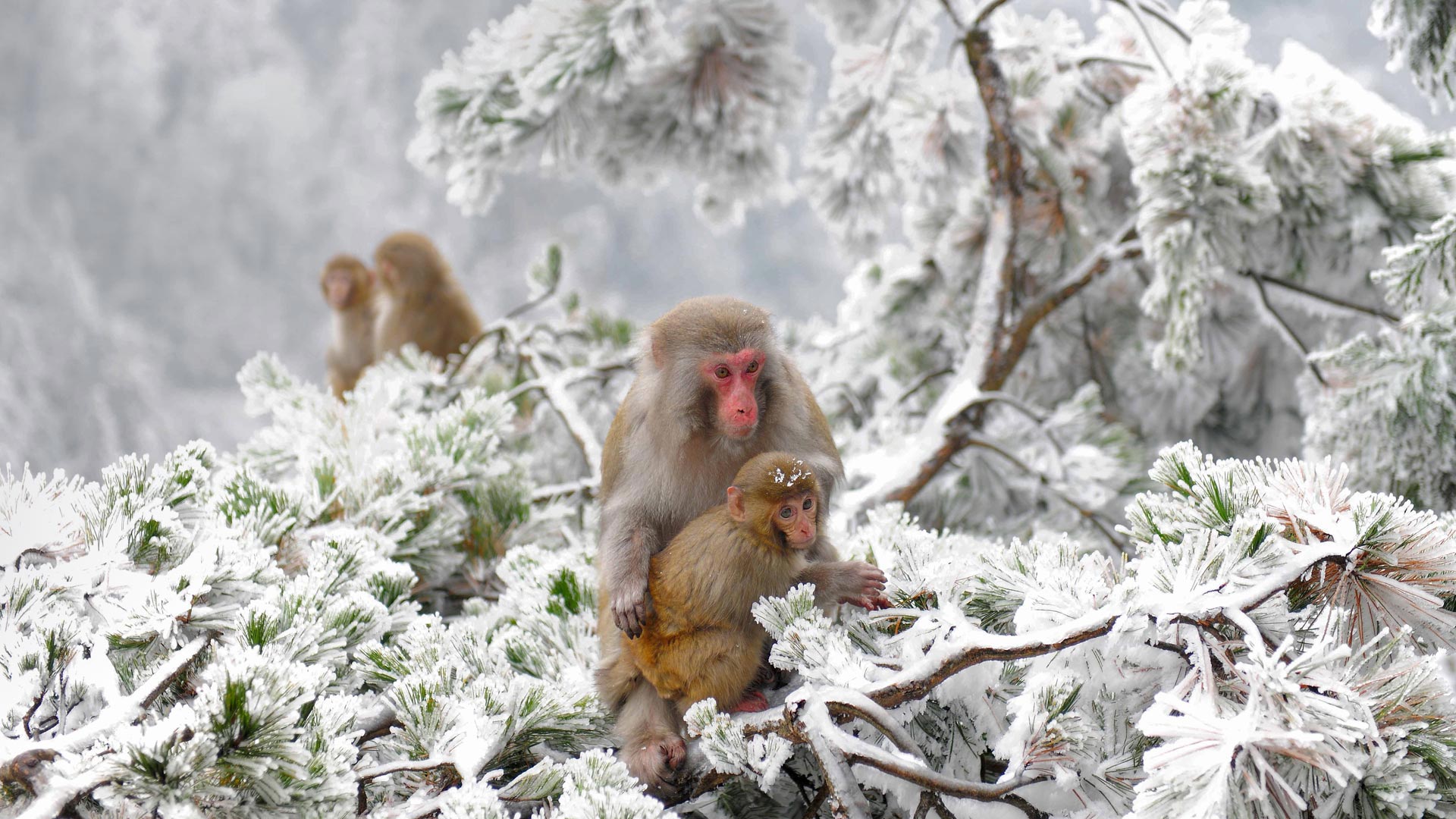 张家界附近武陵源旷野里的几只恒河猴,中国 (© Xinhua News Agency/REX/Shutterstock) - 2017/01/13 张家界附近武陵源旷野里的几只恒河猴,中国 (© Xinhua News Agency/REX/Shutterstock) - 2017/01/13