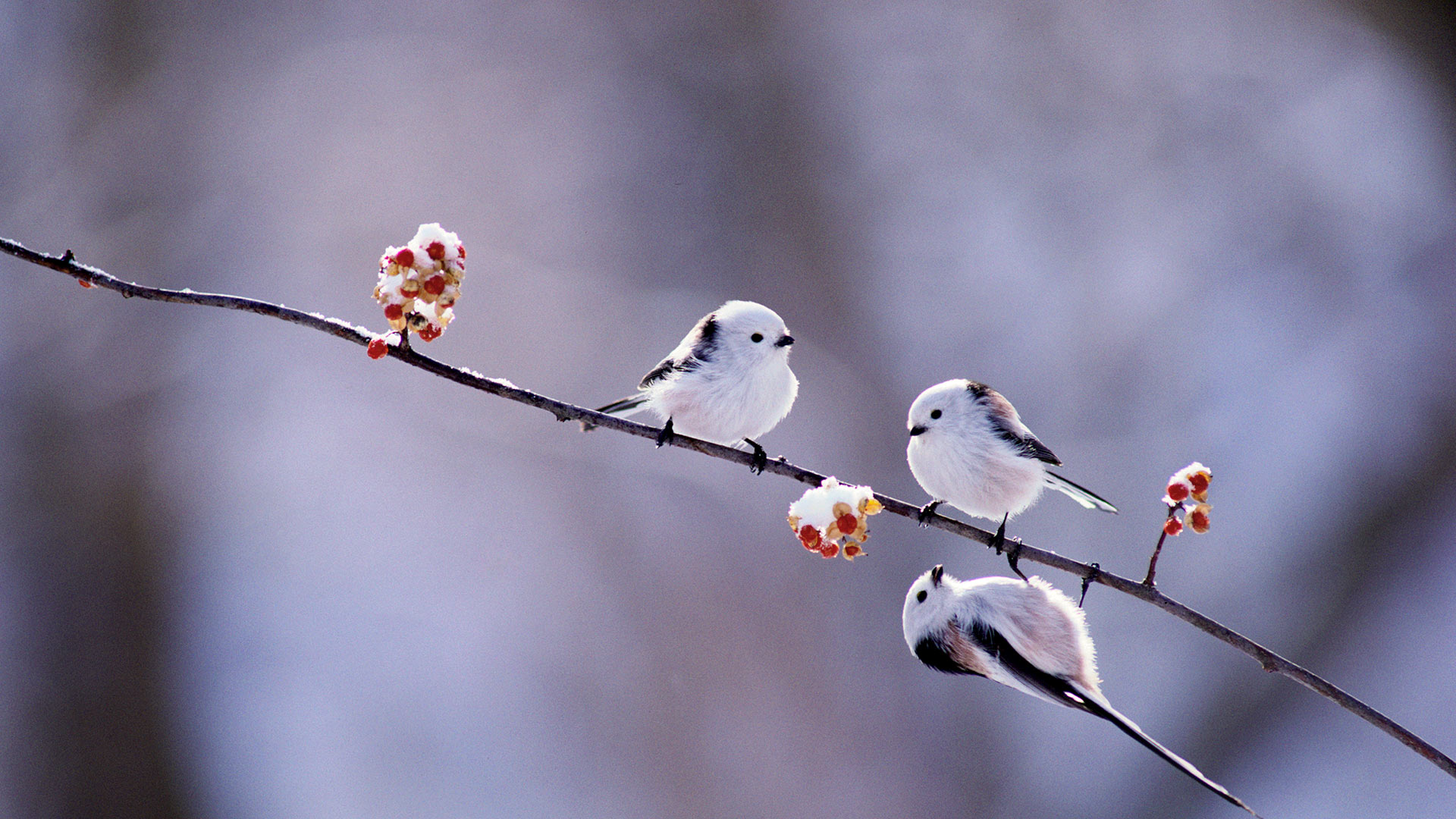 【今日立春】长尾山雀,日本 (© Gouichi Wada/Nature Production/MINDEN PICTURES INC) - 2017/02/03 【今日立春】长尾山雀,日本 (© Gouichi Wada/Nature Production/MINDEN PICTURES INC) - 2017/02/03