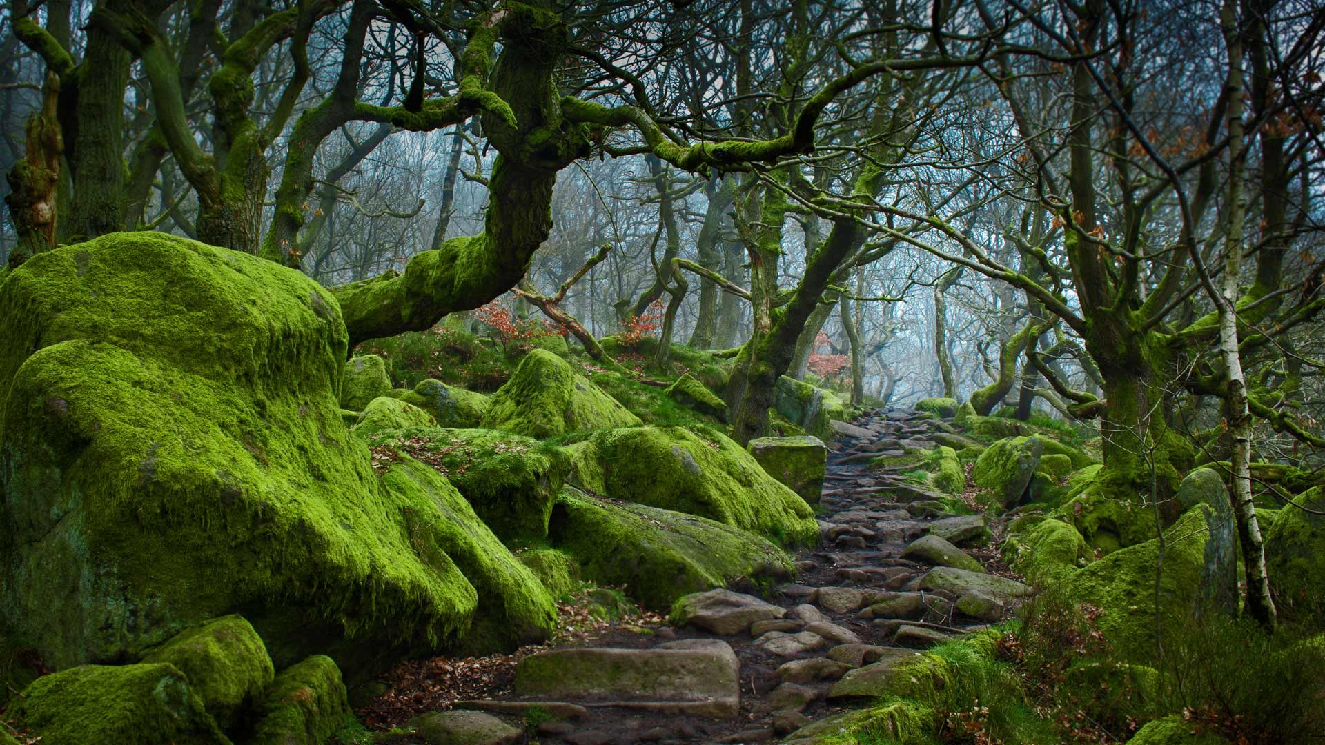 德比郡帕德利峡谷的林间小径 ,英国 (© James Mills/500px) - 2017/02/04 德比郡帕德利峡谷的林间小径 ,英国 (© James Mills/500px) - 2017/02/04