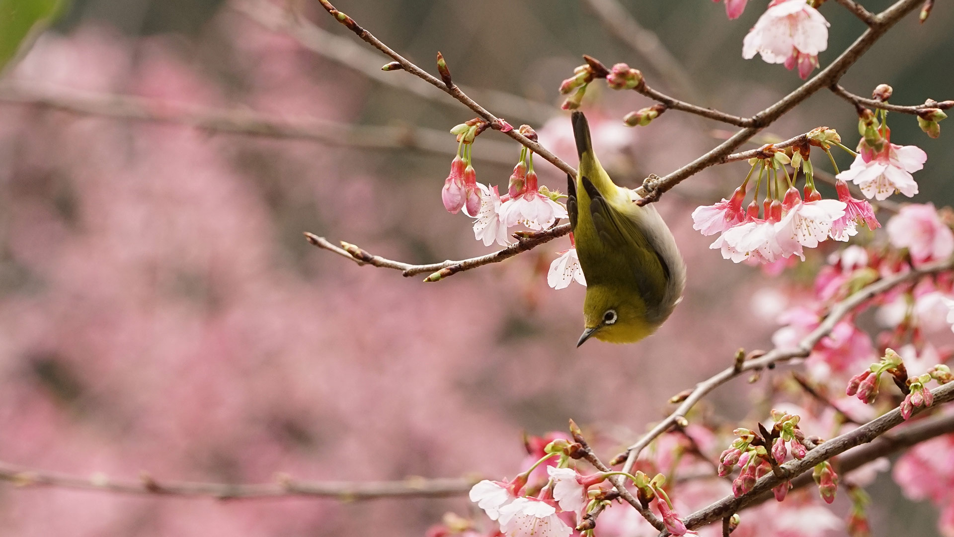 一只在樱花树上嬉戏的绿绣眼(© Reece Cheng/500px) - 2017/03/20 一只在樱花树上嬉戏的绿绣眼(© Reece Cheng/500px) - 2017/03/20