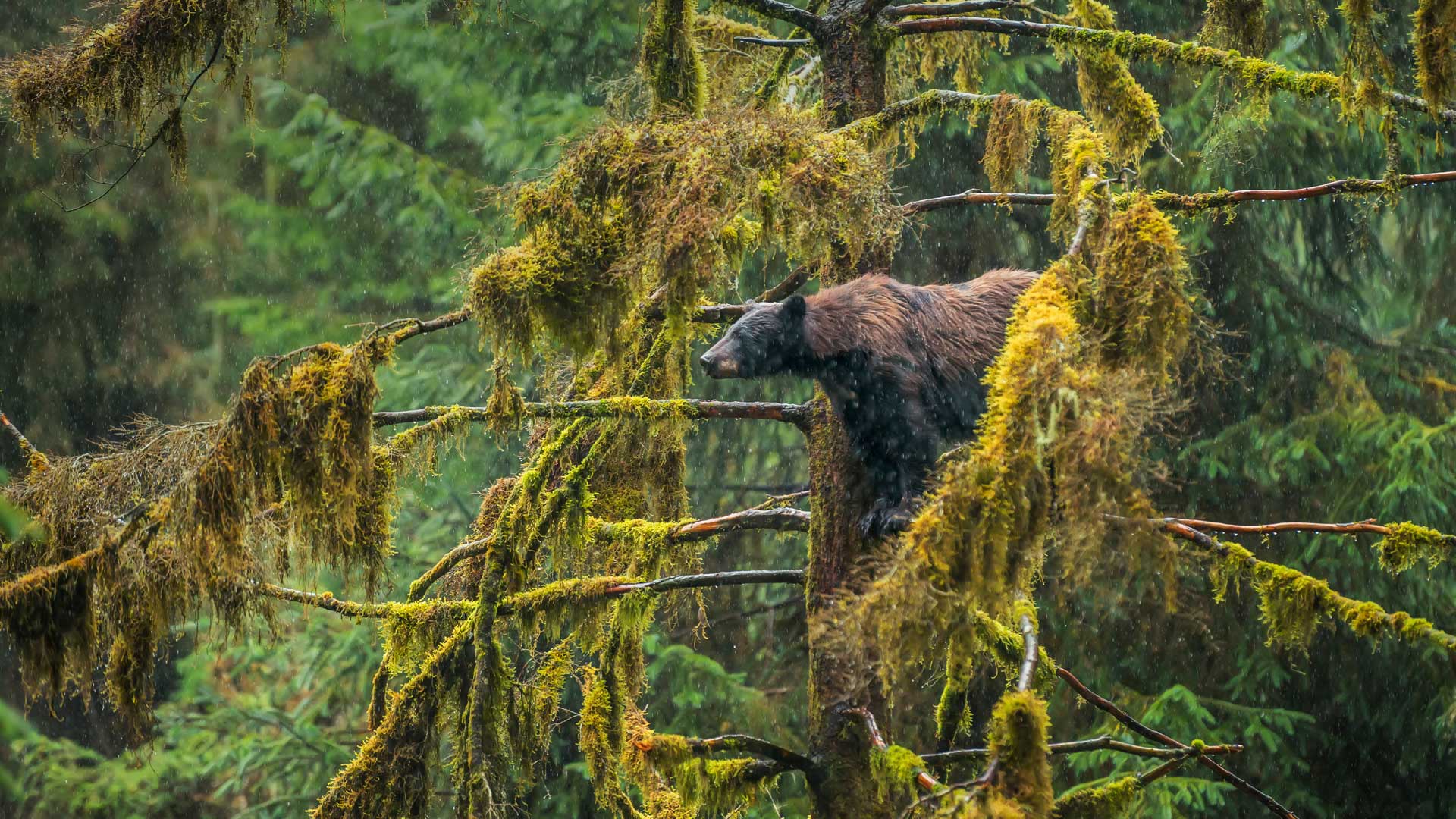 一只在Tongass国家森林公园的成年黑熊,阿拉斯加州 (© Mark Kelley/Tandem Stills + Motion) - 2017/03/21 一只在Tongass国家森林公园的成年黑熊,阿拉斯加州 (© Mark Kelley/Tandem Stills + Motion) - 2017/03/21
