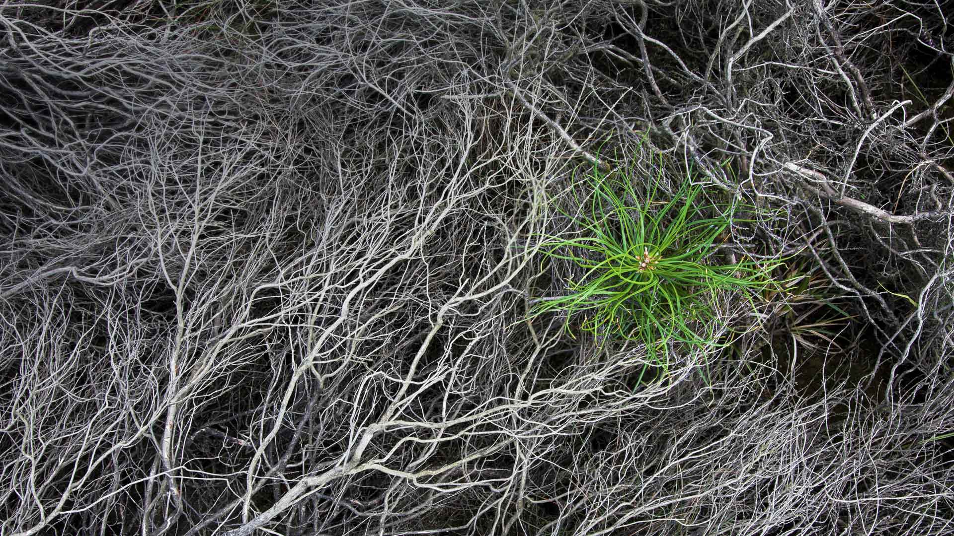 被烧焦的石南花中一颗刚萌芽的松树苗,Strabrechtse Heide,荷兰 (© Heike Odermatt/Minden Pictures) - 2017/03/26 被烧焦的石南花中一颗刚萌芽的松树苗,Strabrechtse Heide,荷兰 (© Heike Odermatt/Minden Pictures) - 2017/03/26