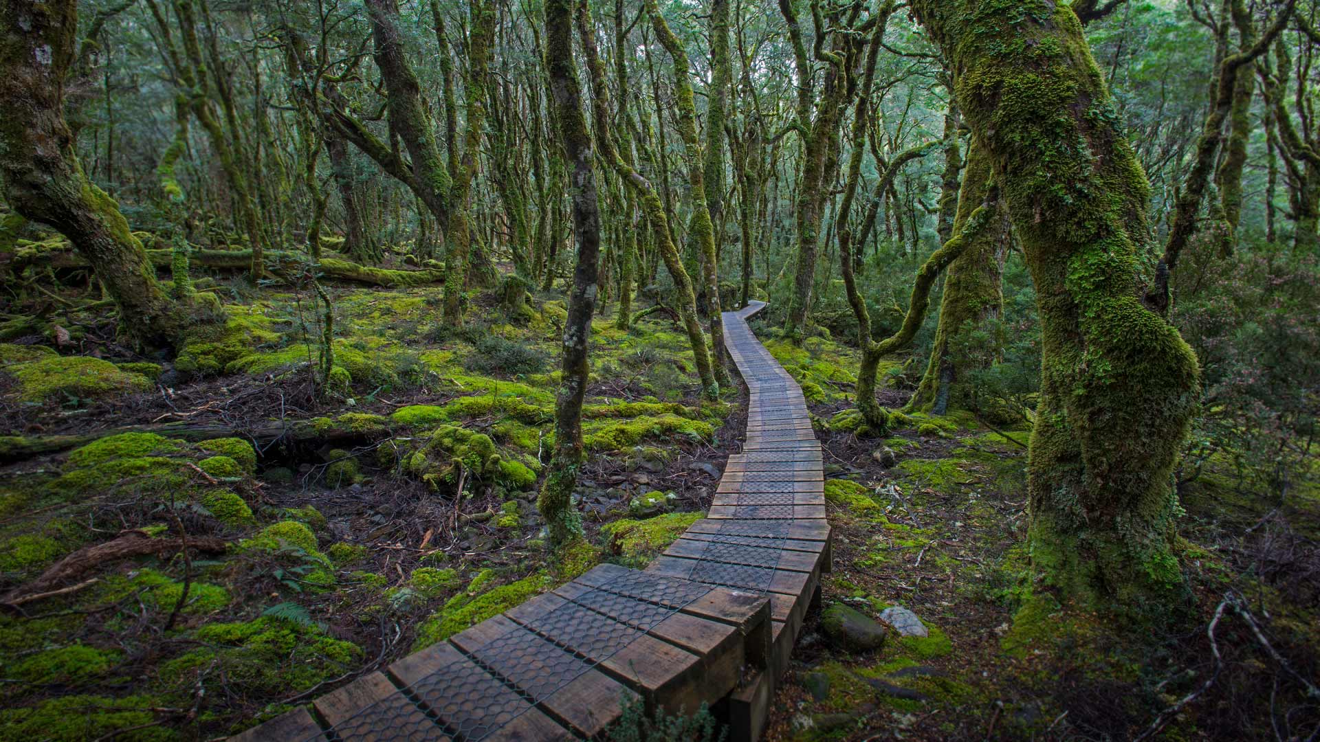 摇篮山-圣克莱尔湖国家公园中的林间步道,澳大利亚塔斯马尼亚州 (© Sean Crane/Minden Pictures) - 2017/03/30 摇篮山-圣克莱尔湖国家公园中的林间步道,澳大利亚塔斯马尼亚州 (© Sean Crane/Minden Pictures) - 2017/03/30