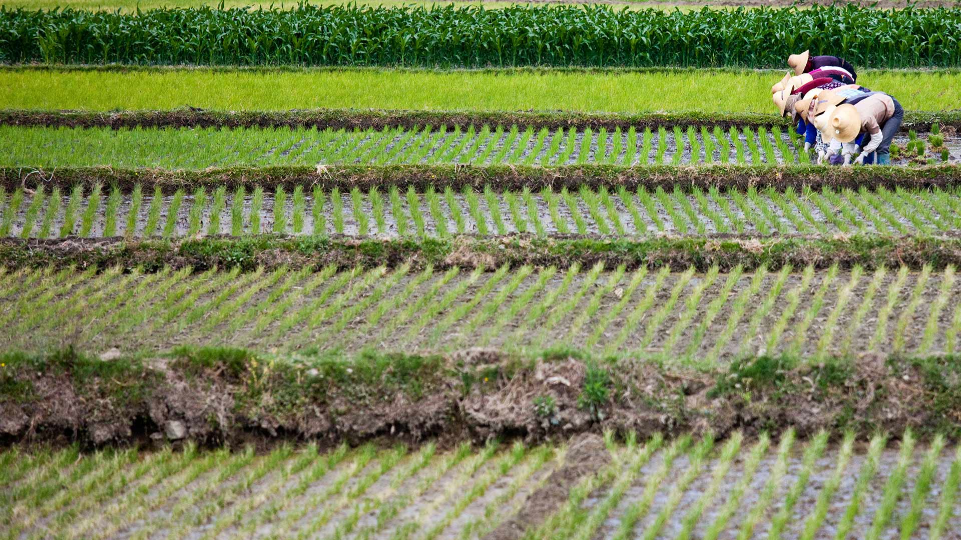 【今日谷雨】插秧的妇女,中国云南省大理市 (© Ingo Oeland/Alamy) - 2017/04/20 【今日谷雨】插秧的妇女,中国云南省大理市 (© Ingo Oeland/Alamy) - 2017/04/20