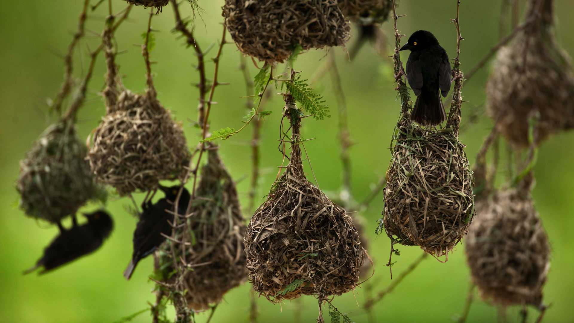 伊丽莎白女王国家公园内的织巢鸟,乌干达 (© Joel Sartore/Getty Images) - 2017/04/25 伊丽莎白女王国家公园内的织巢鸟,乌干达 (© Joel Sartore/Getty Images) - 2017/04/25
