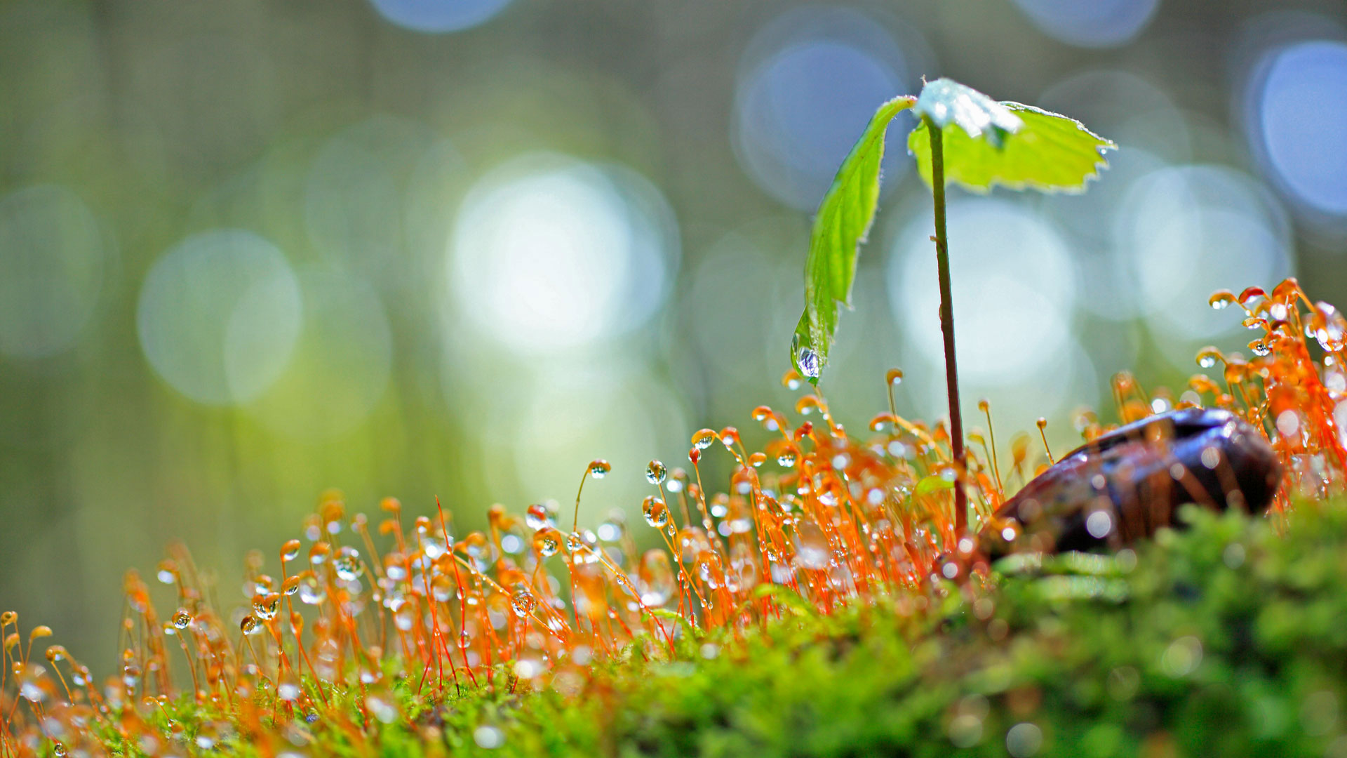 一棵刚萌芽的橡树苗 (© plusphoto/Getty Images) - 2017/04/28 一棵刚萌芽的橡树苗 (© plusphoto/Getty Images) - 2017/04/28