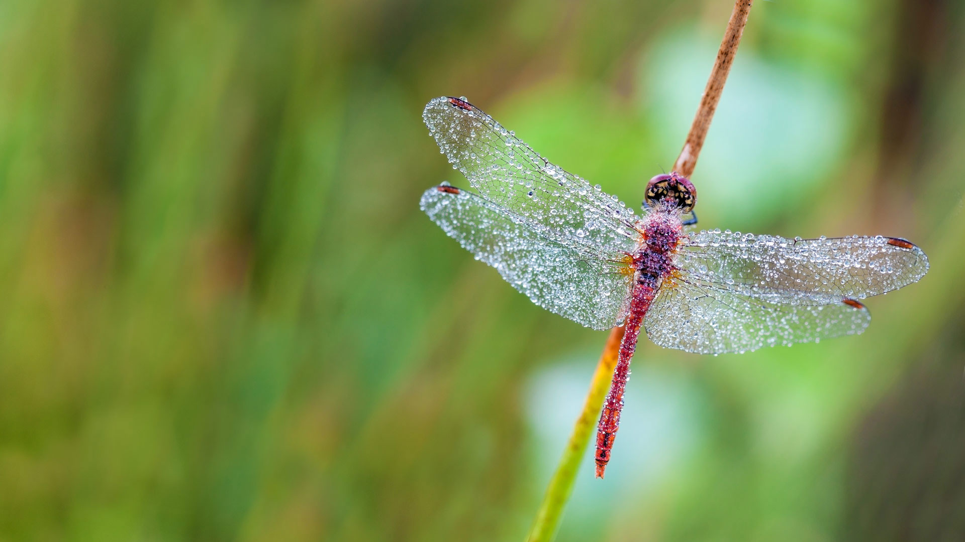 东佛兰德省荒地森林内的一只蜻蜓,比利时 (© Marcel Derweduwen/Shutterstock) - 2017/06/16 东佛兰德省荒地森林内的一只蜻蜓,比利时 (© Marcel Derweduwen/Shutterstock) - 2017/06/16