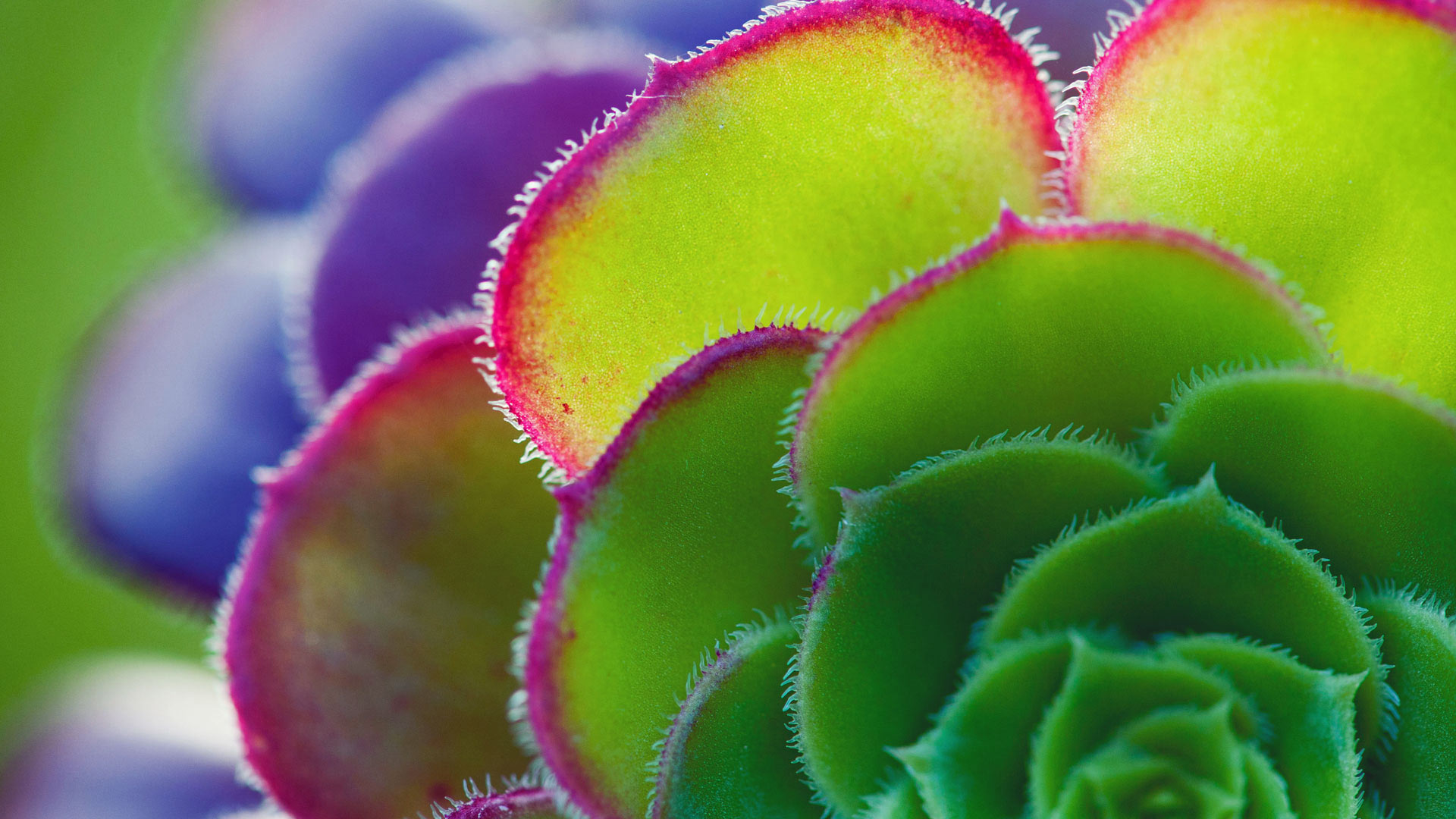 莲花掌属叶子的细节 (© Tim Gainey/Alamy) - 2017/06/19 莲花掌属叶子的细节 (© Tim Gainey/Alamy) - 2017/06/19