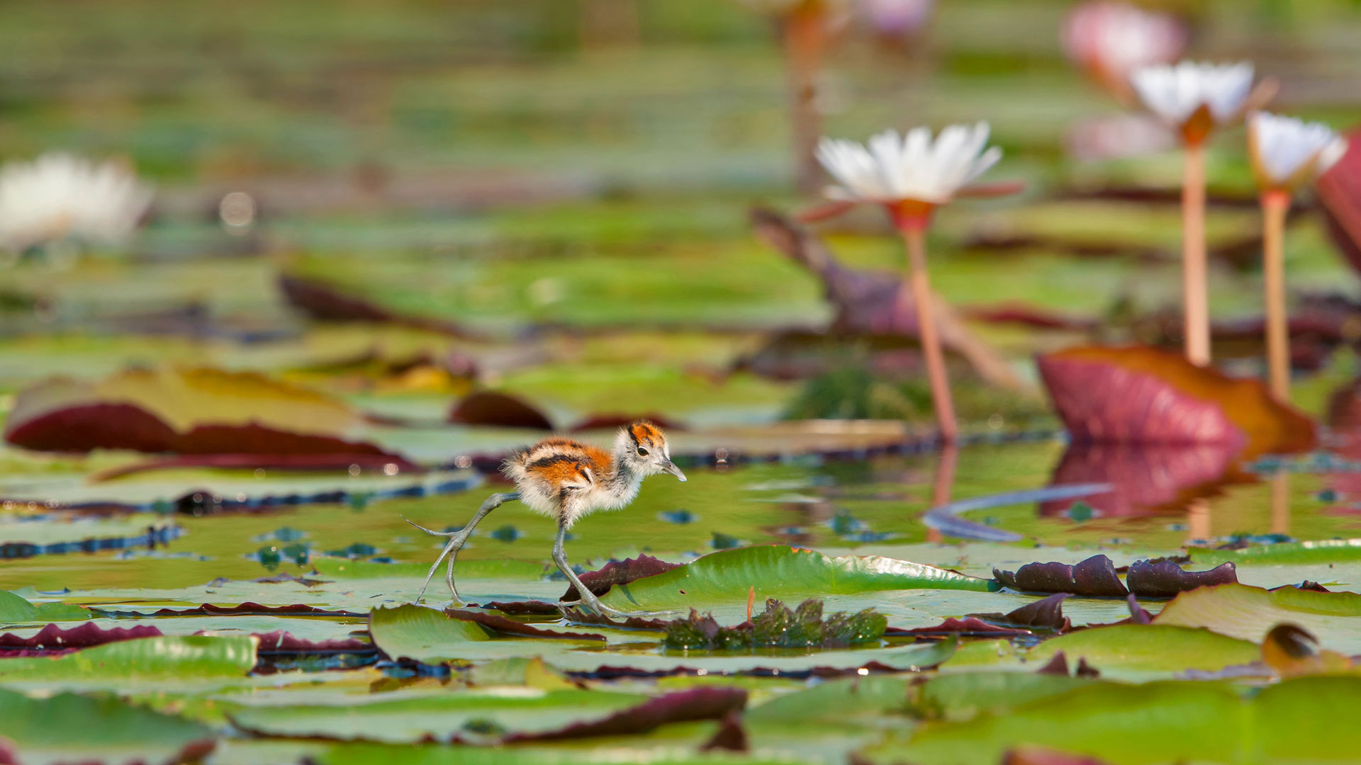 【今日夏至】丘比国家公园内的非洲水雉小鸡,博茨瓦纳 (© Brendon Cremer/Minden Pictures) - 2017/06/21 【今日夏至】丘比国家公园内的非洲水雉小鸡,博茨瓦纳 (© Brendon Cremer/Minden Pictures) - 2017/06/21