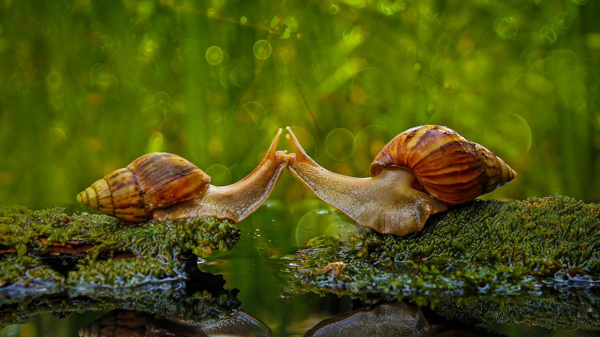 蜗牛之吻,印度尼西亚三发县 (© Solent News/Rex Shutterstock) - 2017/07/06 蜗牛之吻,印度尼西亚三发县 (© Solent News/Rex Shutterstock) - 2017/07/06